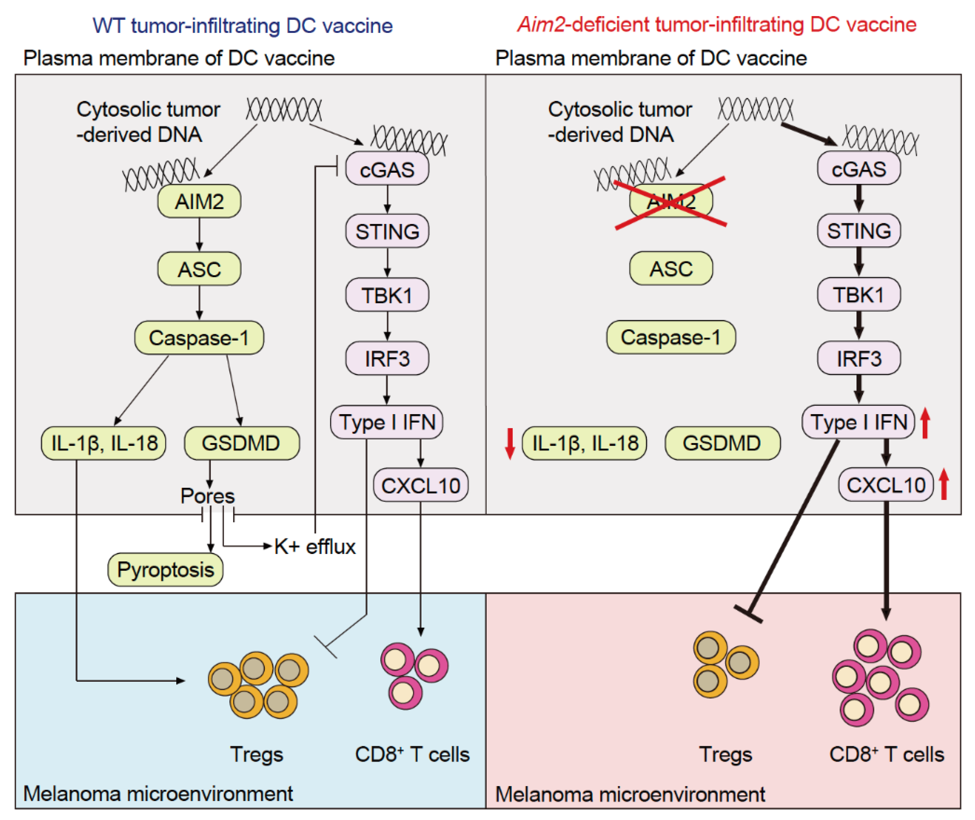 Cancers 15 02114 g003 Cancers 15 02114 g003