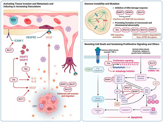 Cancers | Free Full-Text | Contribution of Epstein–Barr Virus Lytic ...