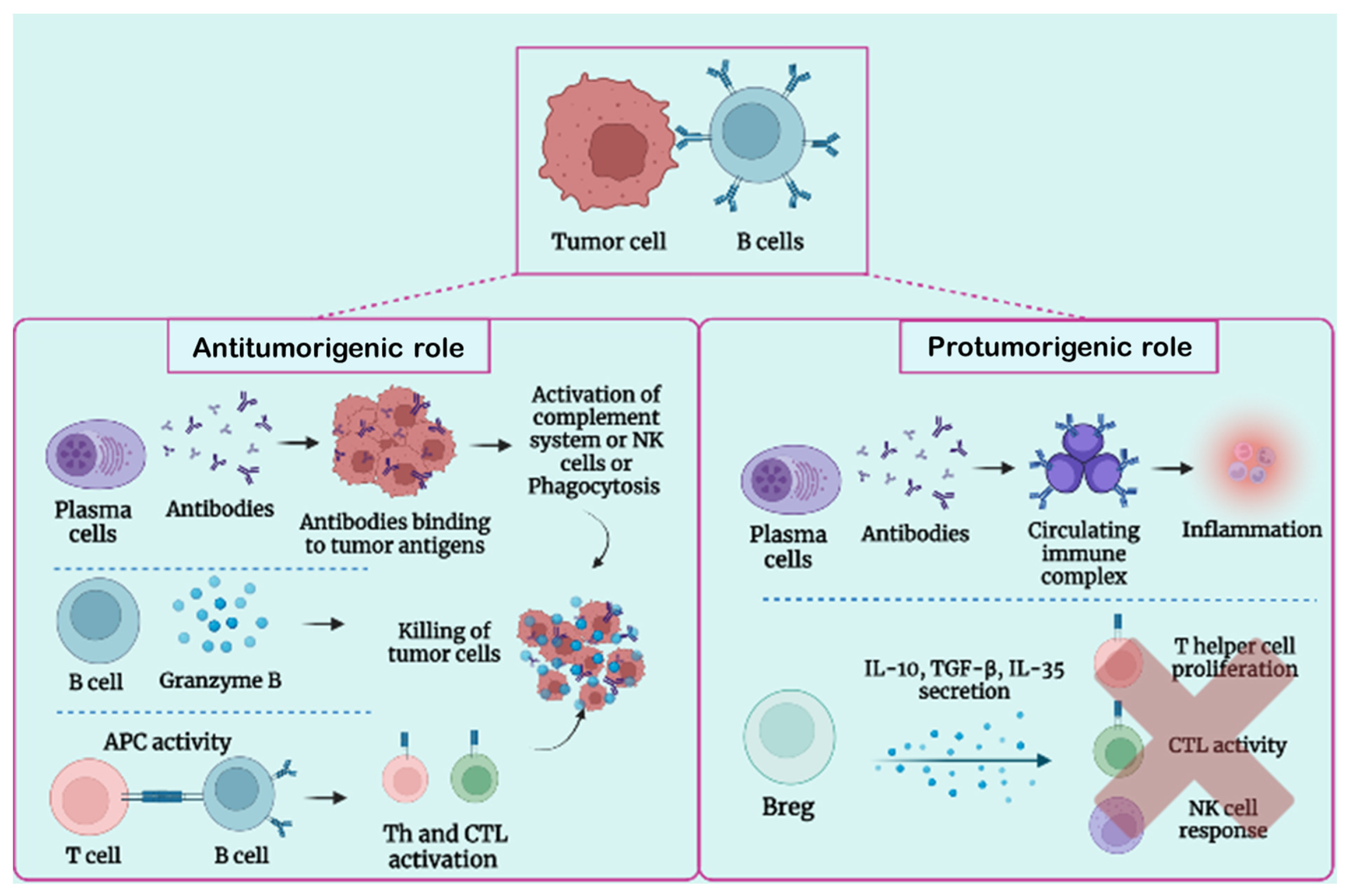 Cancers | Free Full-Text | Tumor-Infiltrating B Lymphocytes 