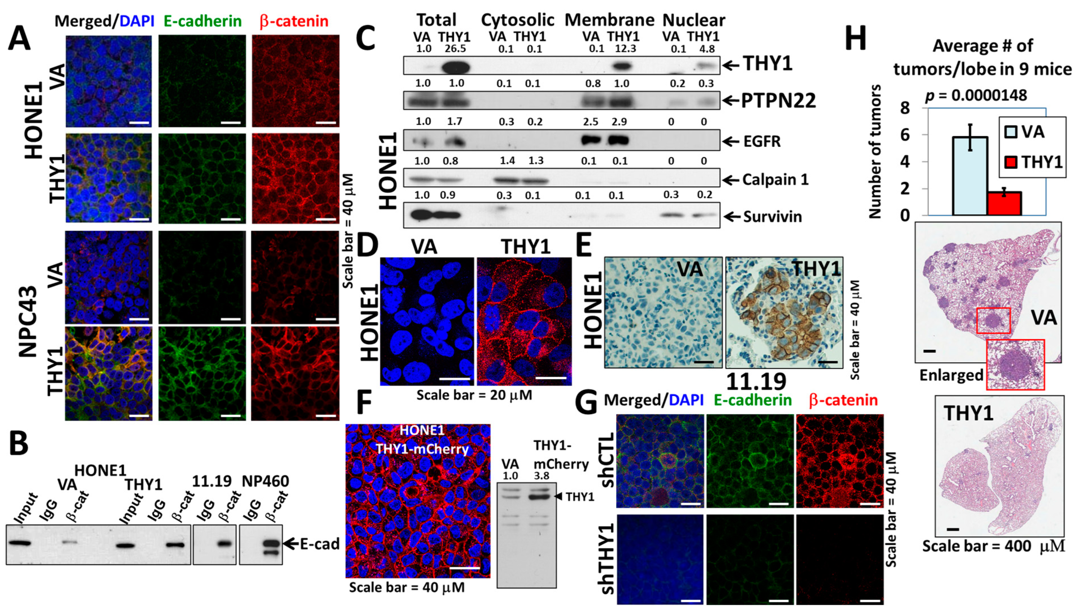 Cancers 15 02189 g001 Cancers 15 02189 g001