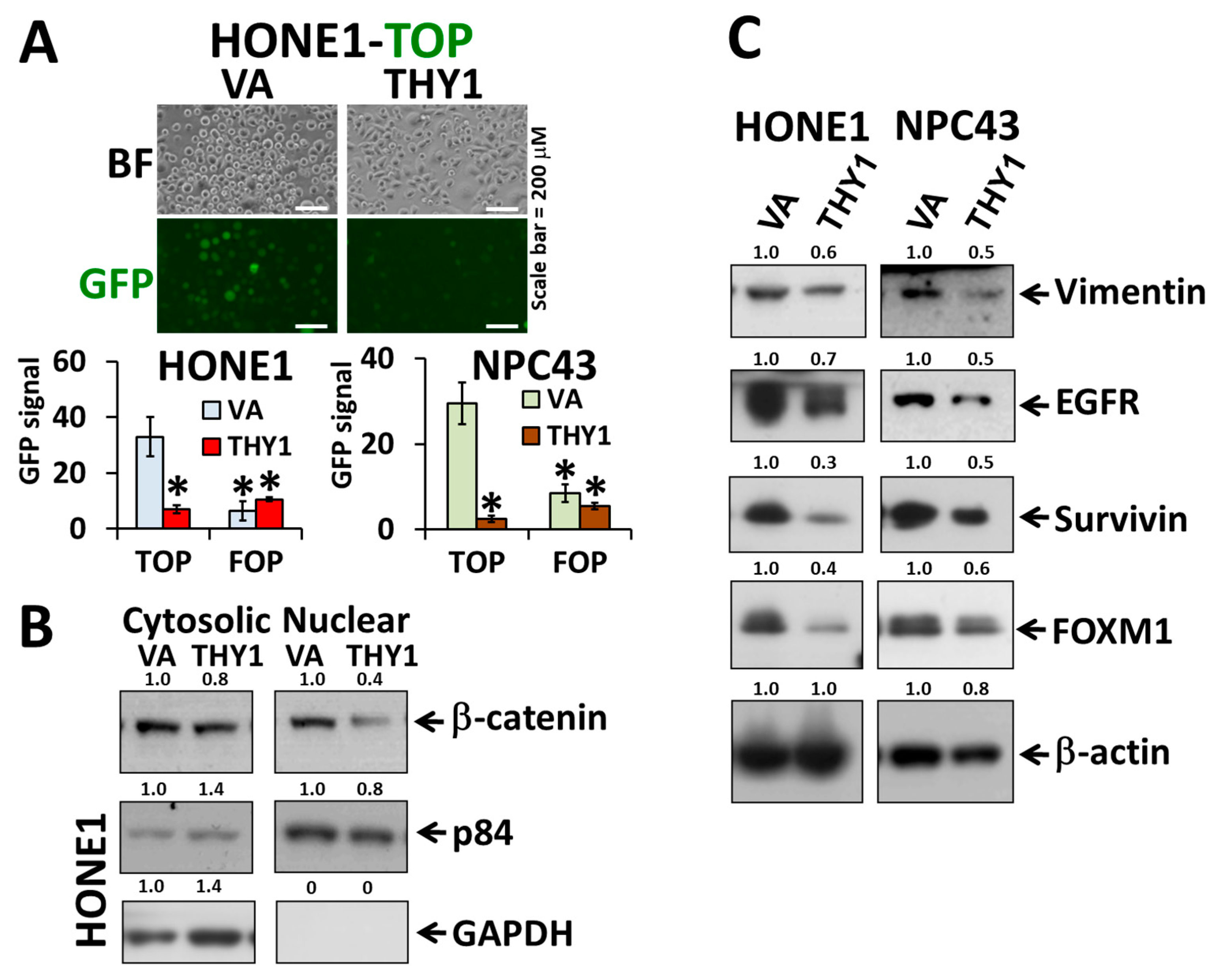 Cancers 15 02189 g002 Cancers 15 02189 g002