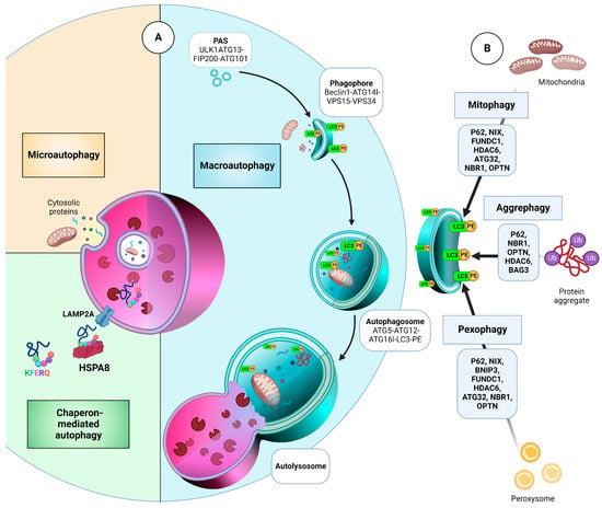 Cancers | Free Full-Text | Regulation of Autophagy via Carbohydrate and ...