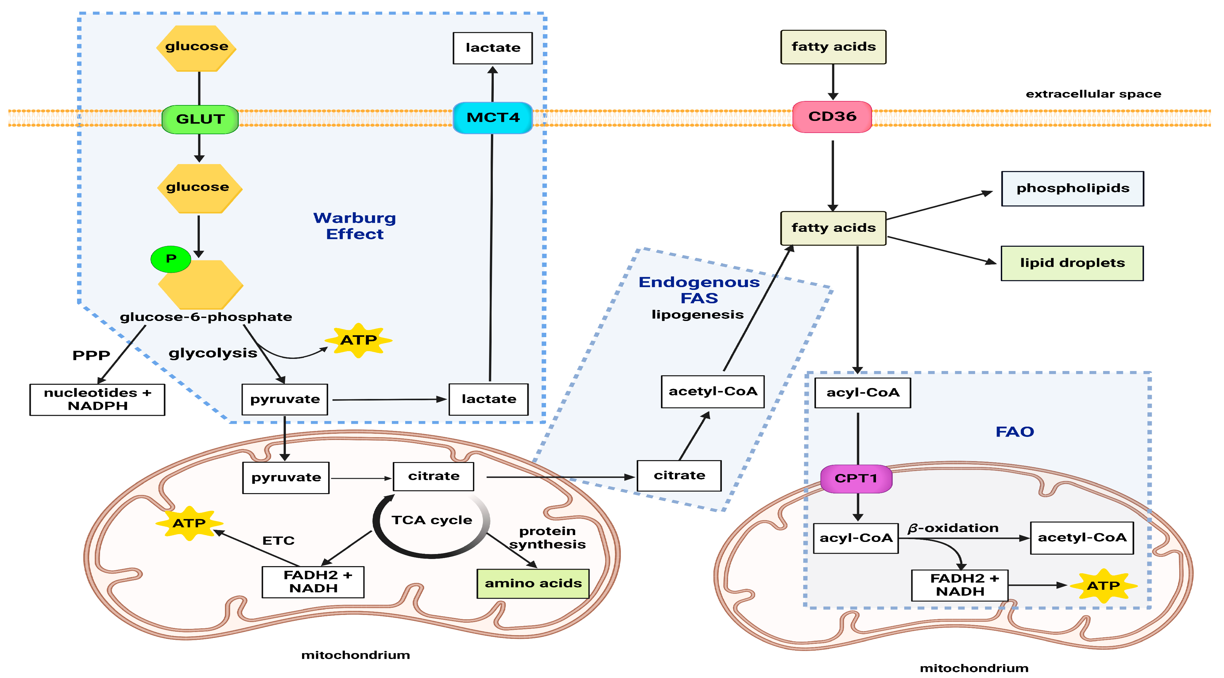 Cancers | Free Full-Text | Regulation of Autophagy via Carbohydrate and  Lipid Metabolism in Cancer