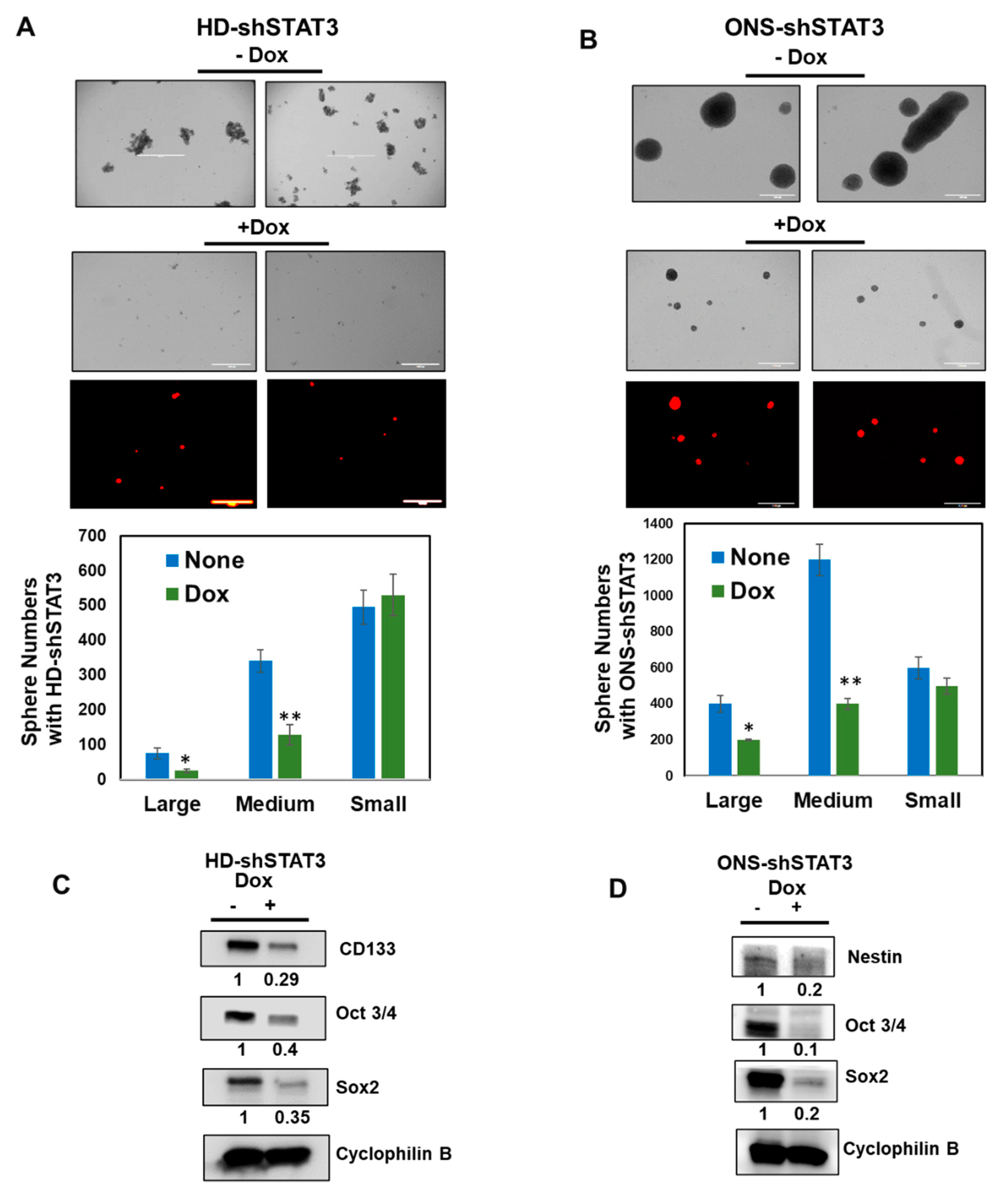 Cancers 15 02239 g003 Cancers 15 02239 g003