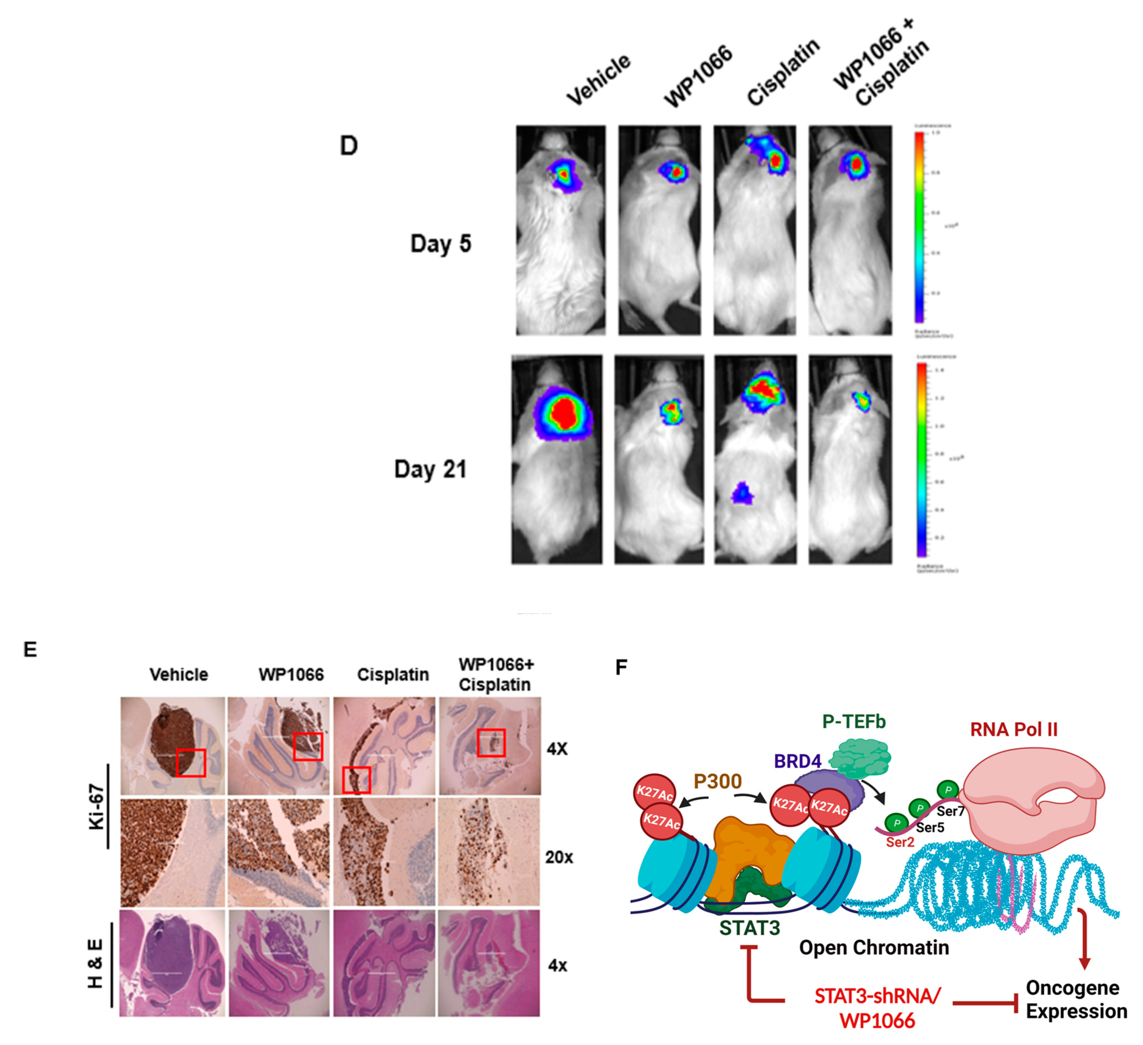 Cancers 15 02239 g006b Cancers 15 02239 g006b