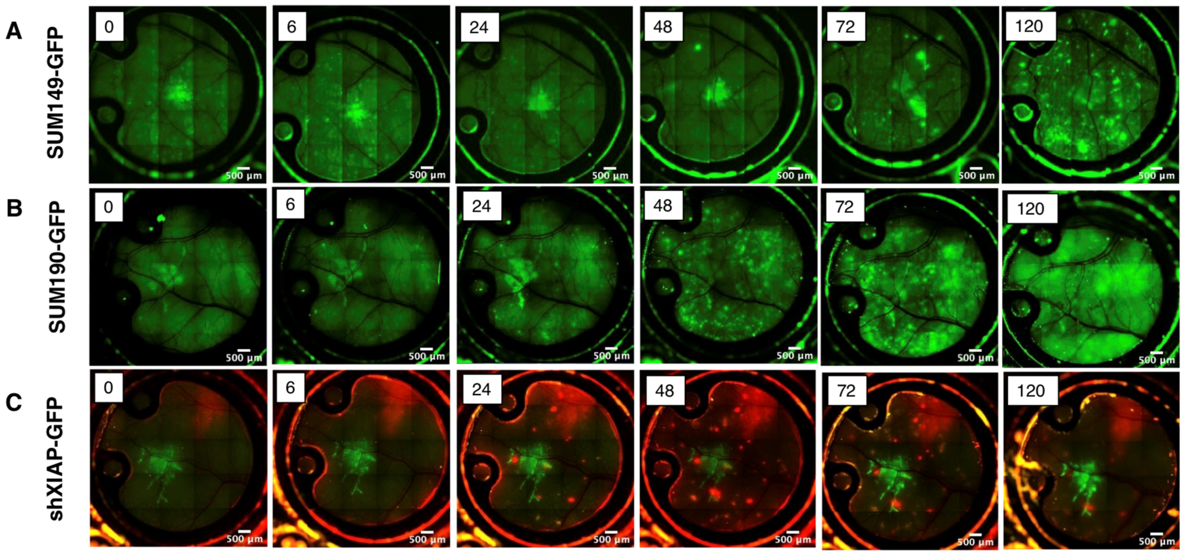 Cancers 15 02261 g005