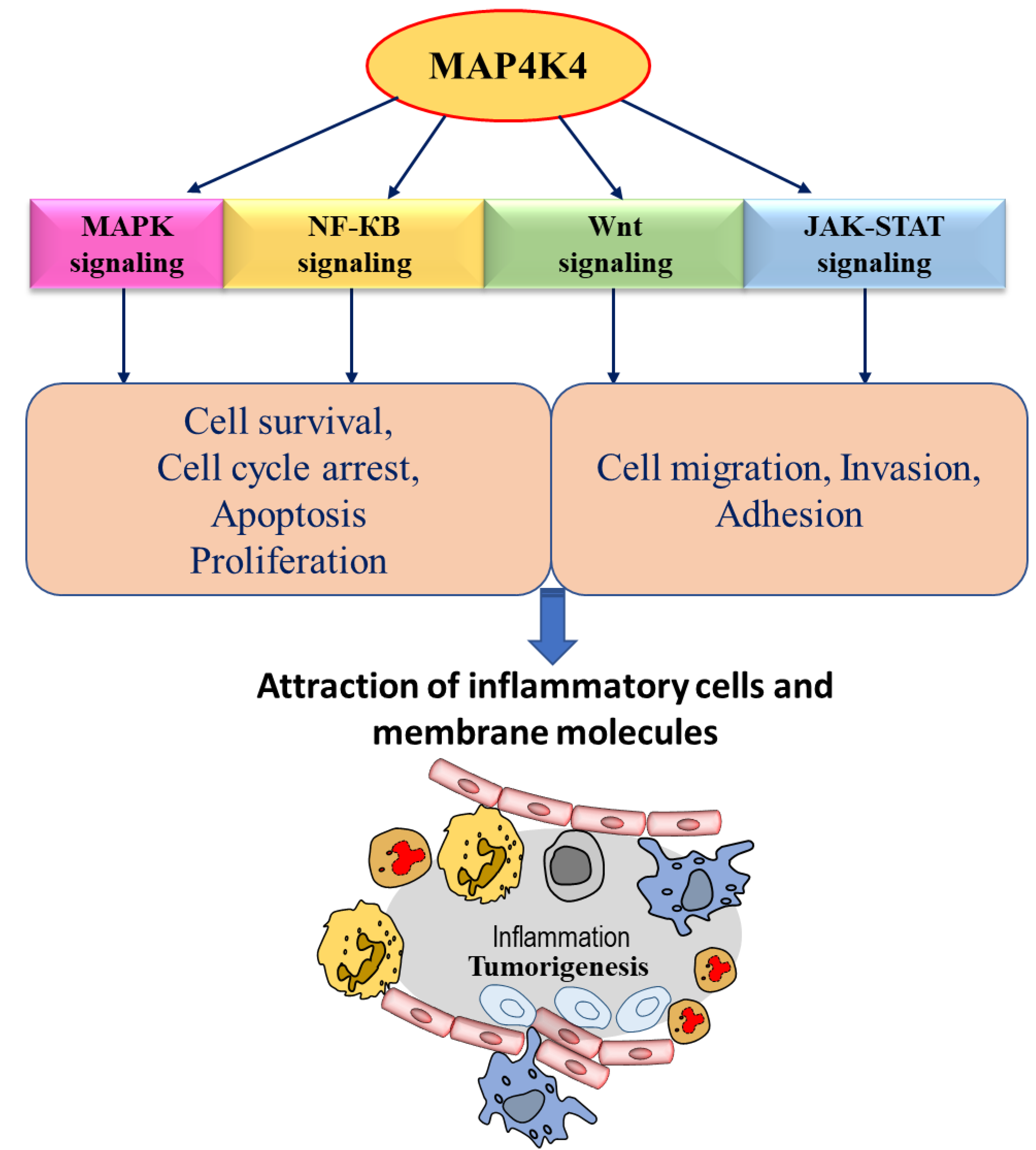 Cancers Free Full Text Molecular Insights Of Map4k4 Signaling In Inflammatory And Malignant 