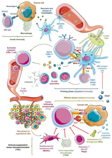 A new IL-12 Immunotherapy Study for Dogs with Soft Tissue Sarcoma