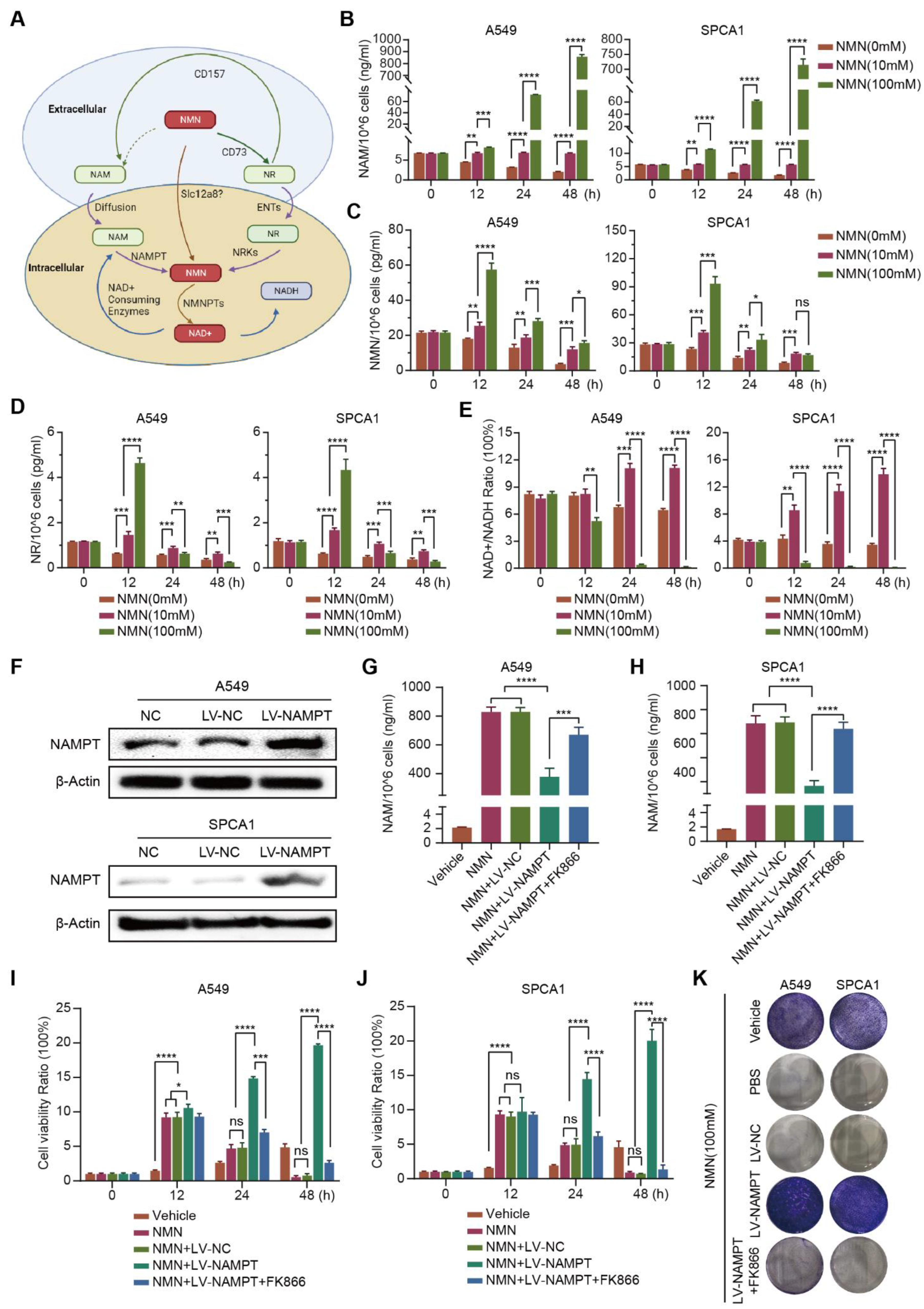 Cancers 15 02427 g004