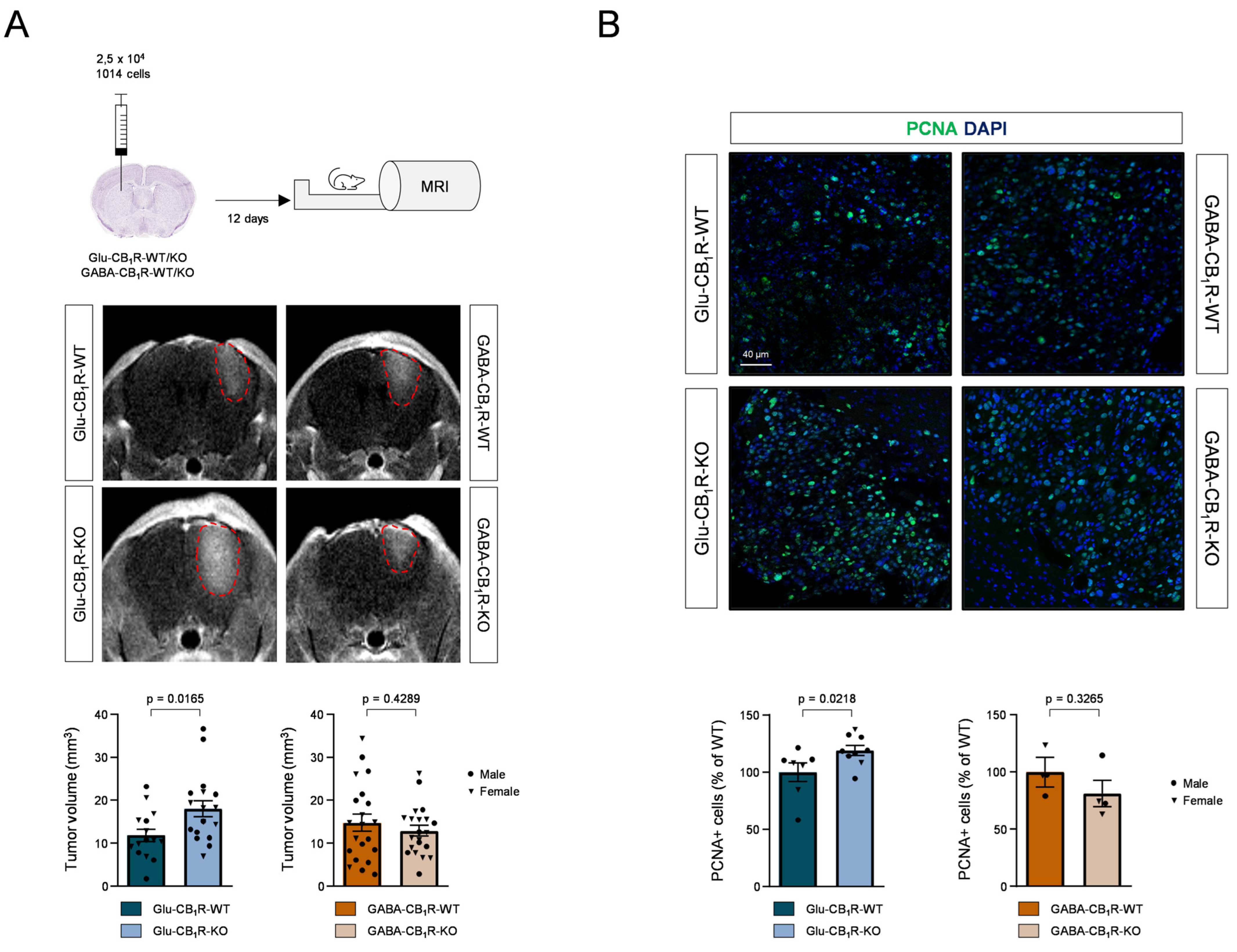 Cancers 15 02439 g004 Cancers 15 02439 g004
