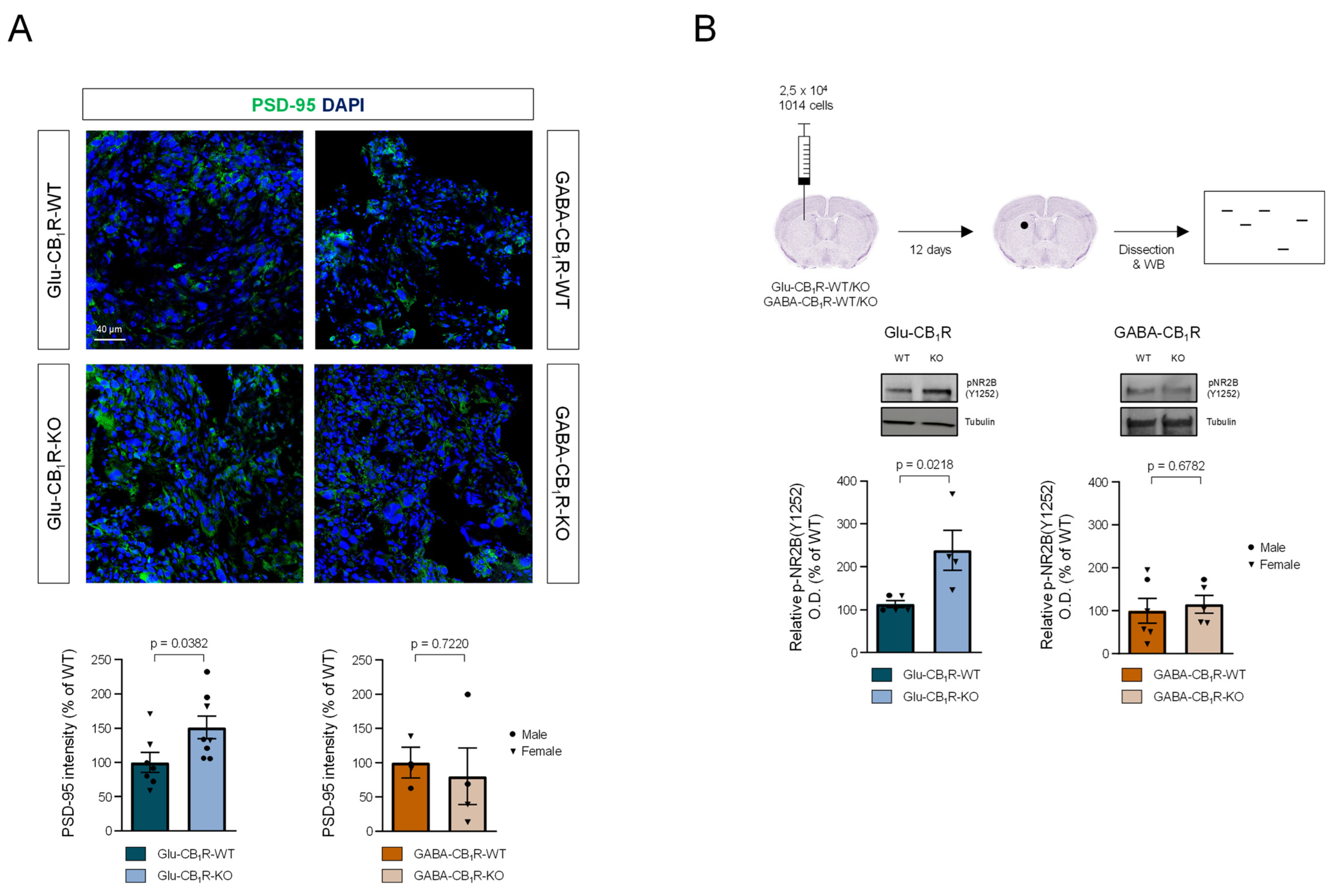 Cancers 15 02439 g005 Cancers 15 02439 g005