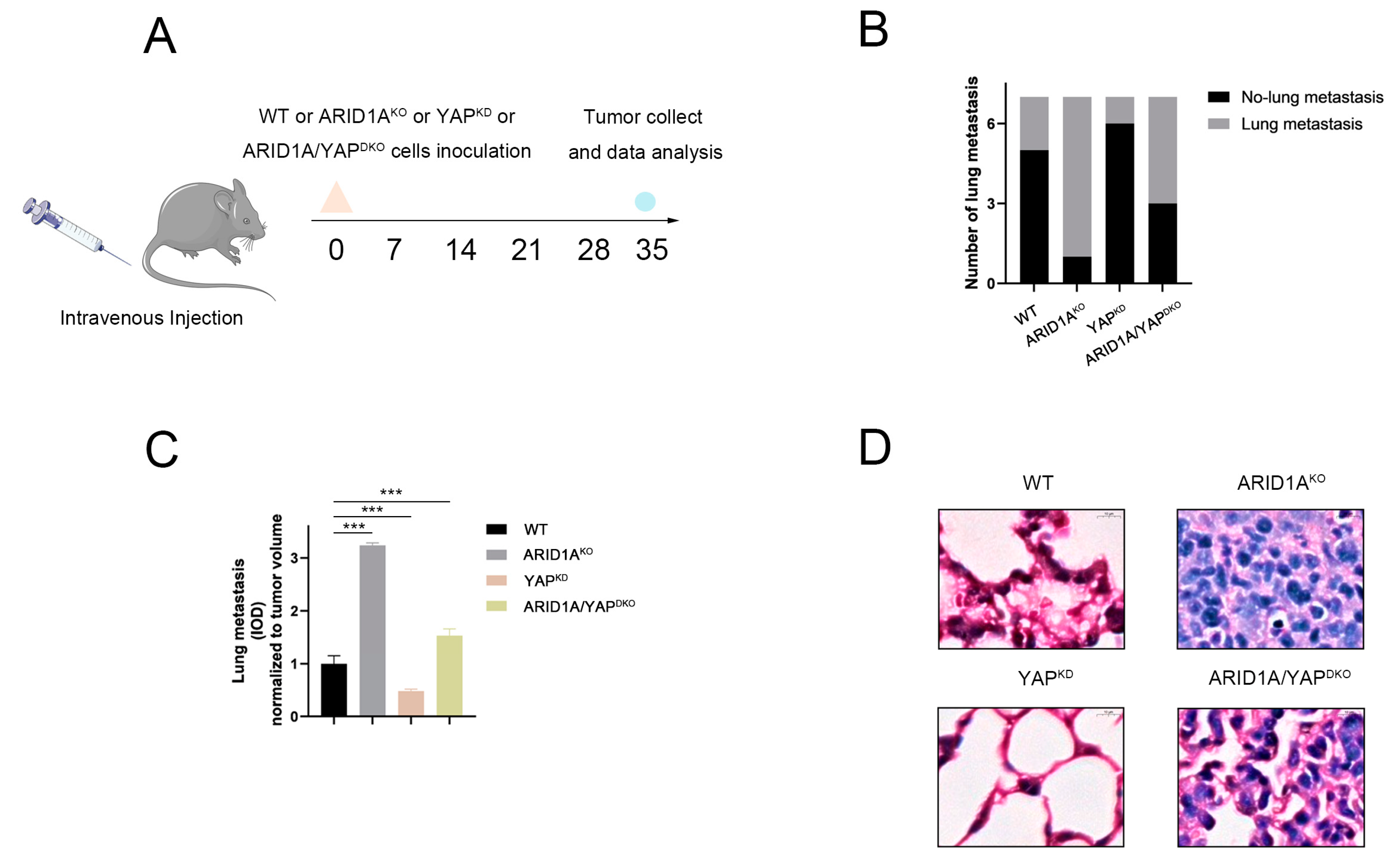 Cancers 15 02447 g008 Cancers 15 02447 g008