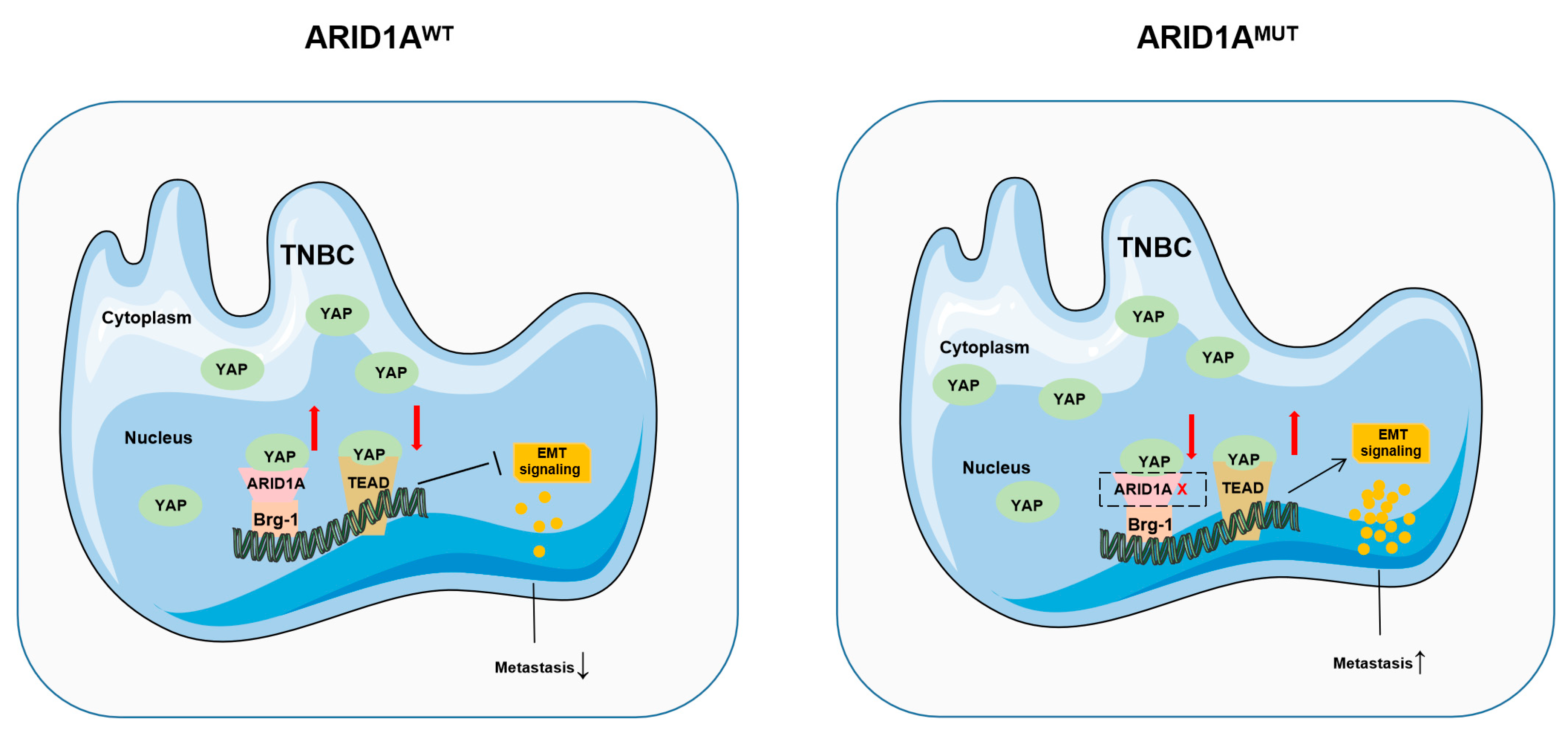 Cancers 15 02447 g009 Cancers 15 02447 g009