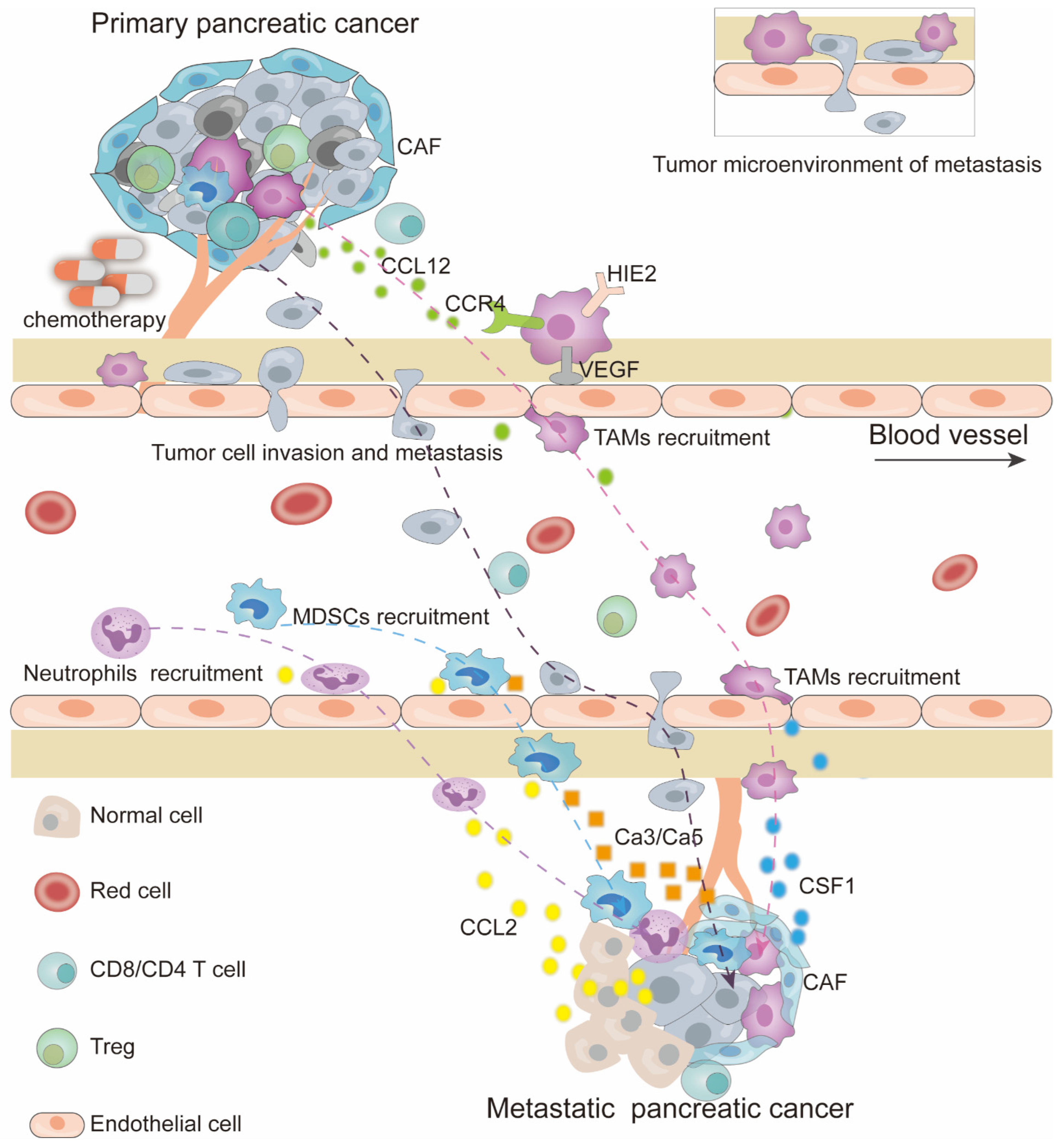 Cancers 15 02448 g003 Cancers 15 02448 g003