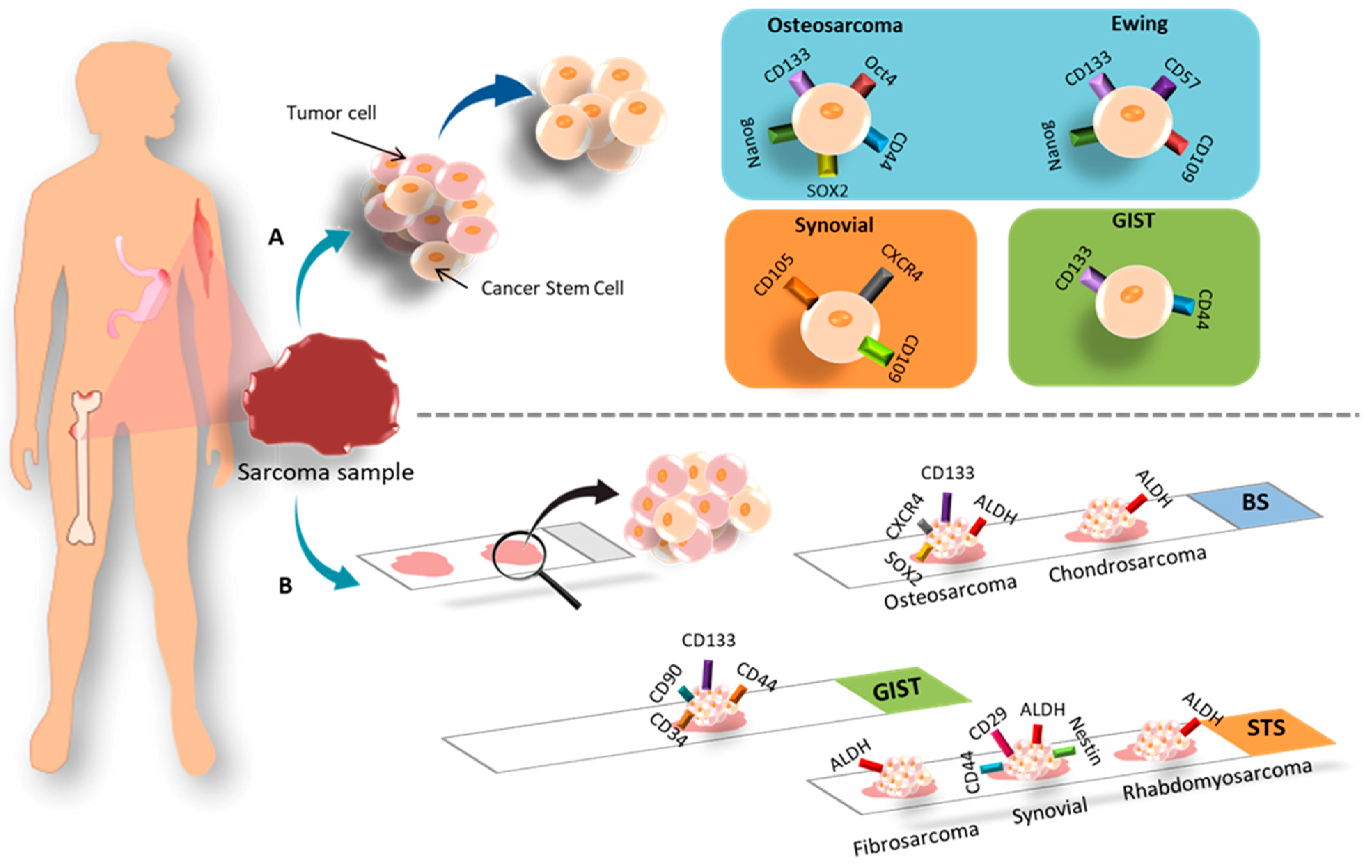 Cancers 15 02449 g005