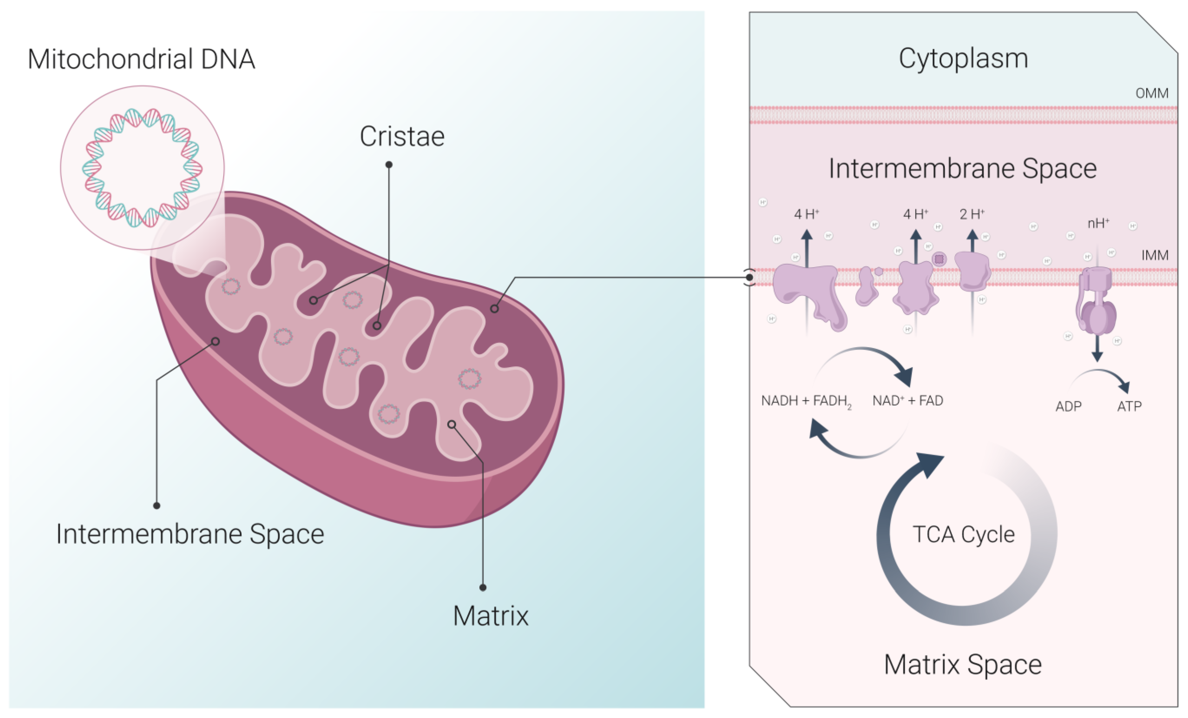 Cancers 15 02564 g001 Cancers 15 02564 g001