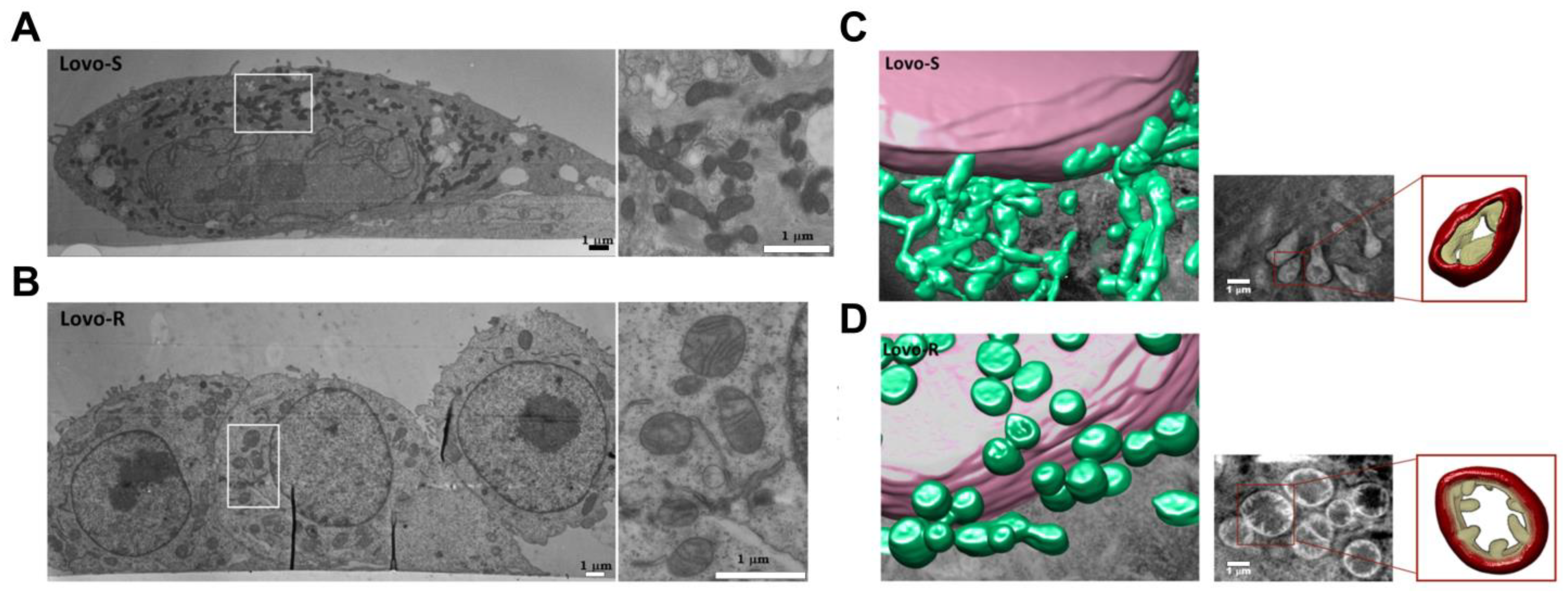 Cancers 15 02564 g003 Cancers 15 02564 g003
