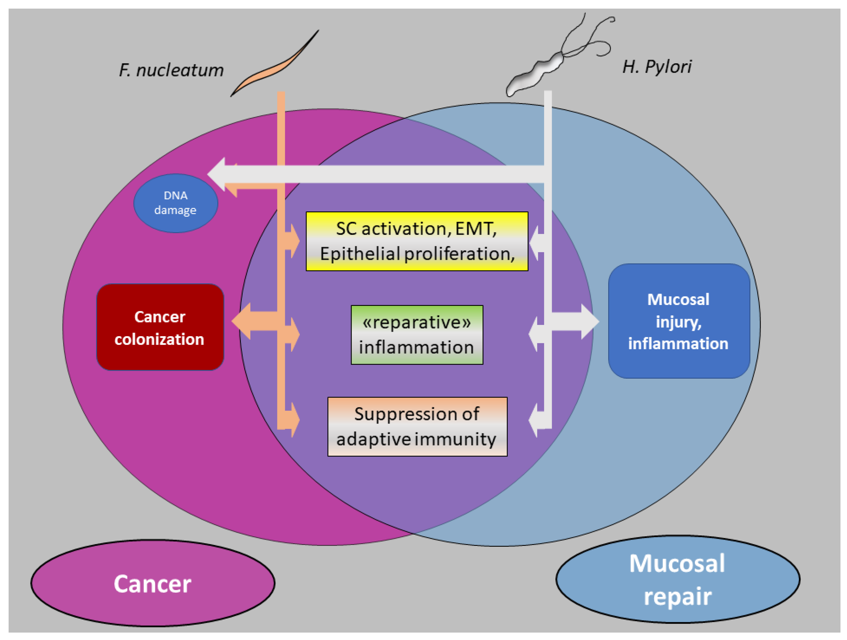 Cancers 15 02583 g004