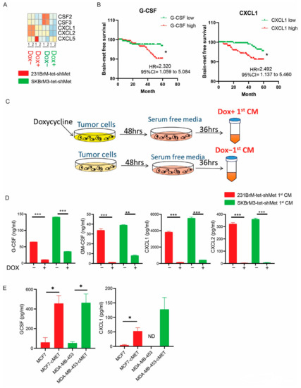 Blocking immunosuppressive neutrophils deters pY696-EZH2–driven brain  metastases