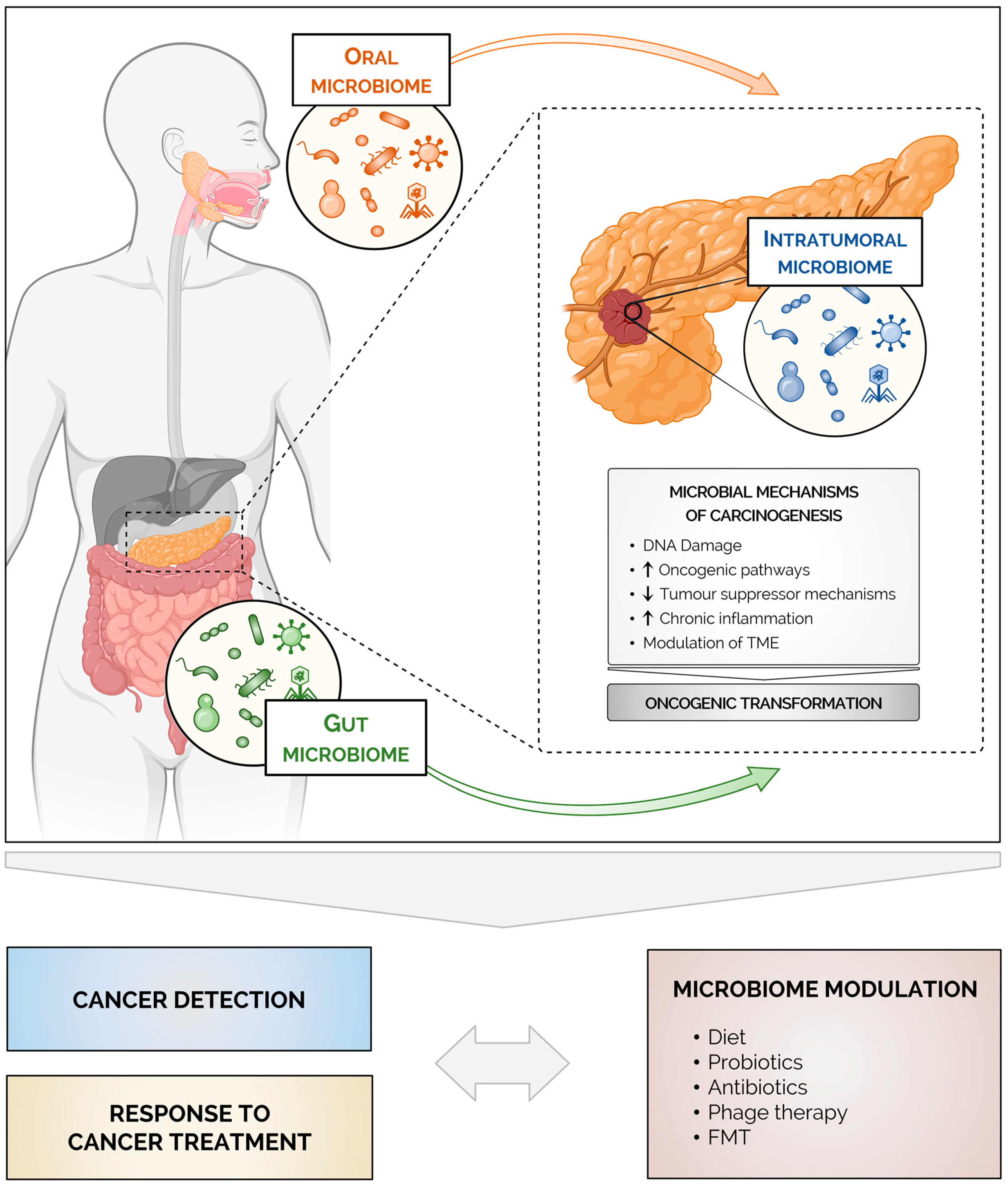 Harnessing the Microbiome for Disease Prevention and Therapy