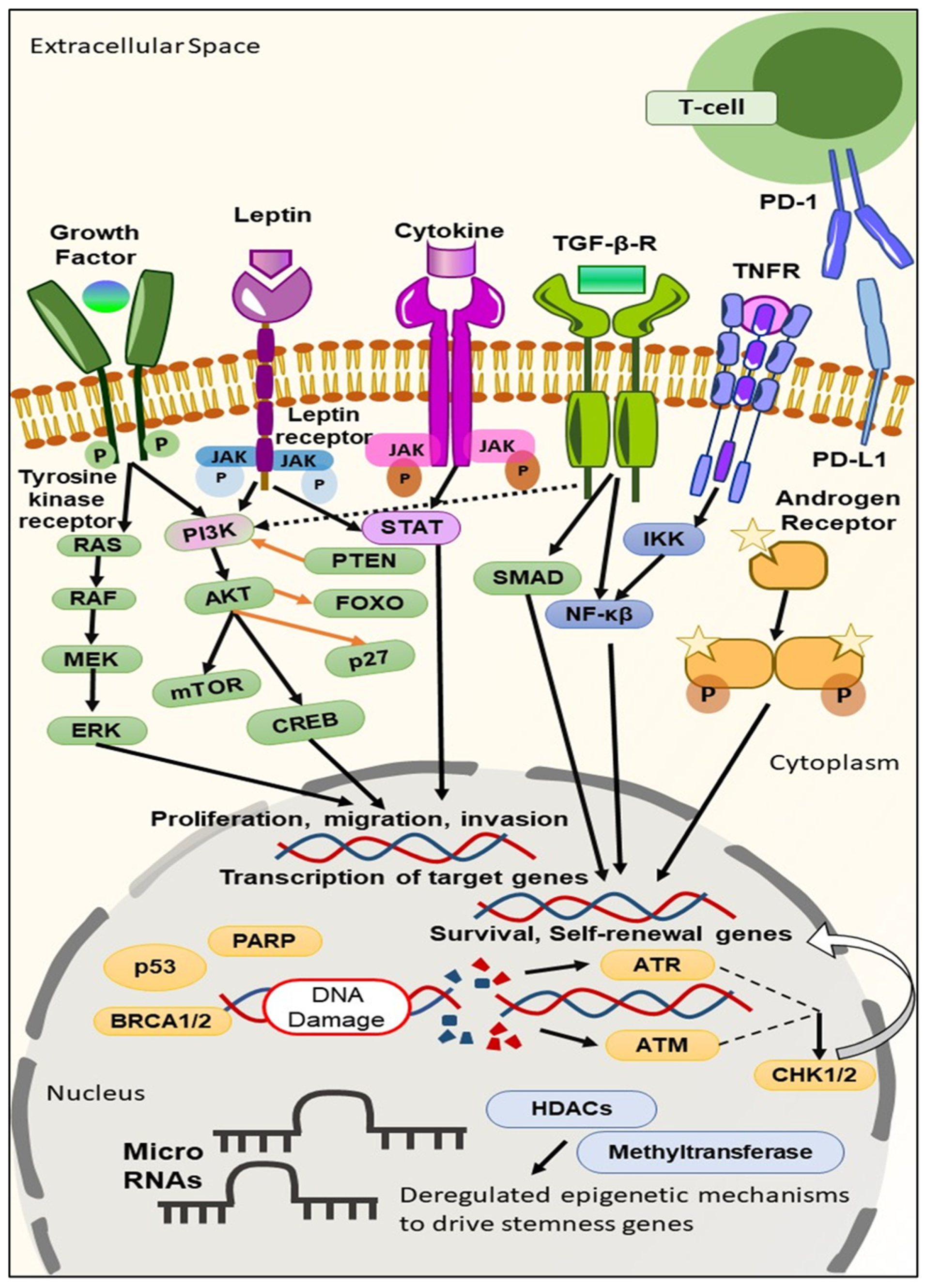 Cancers 15 02661 g001