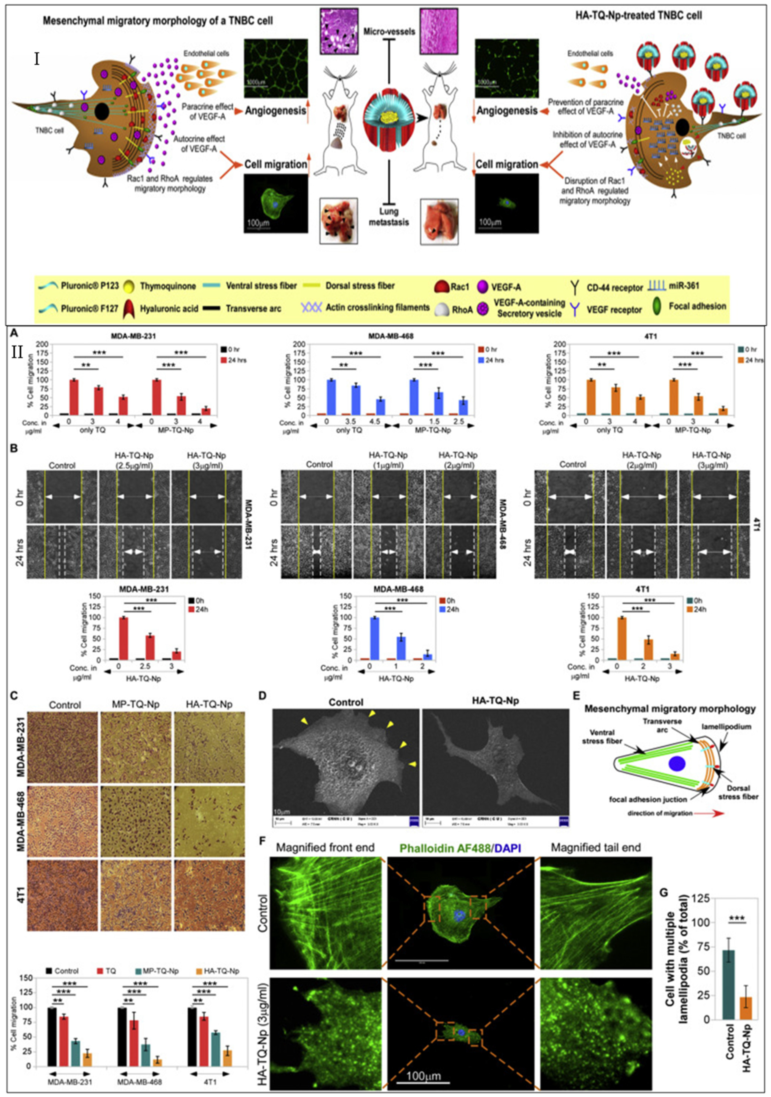 Cancers 15 02661 g007