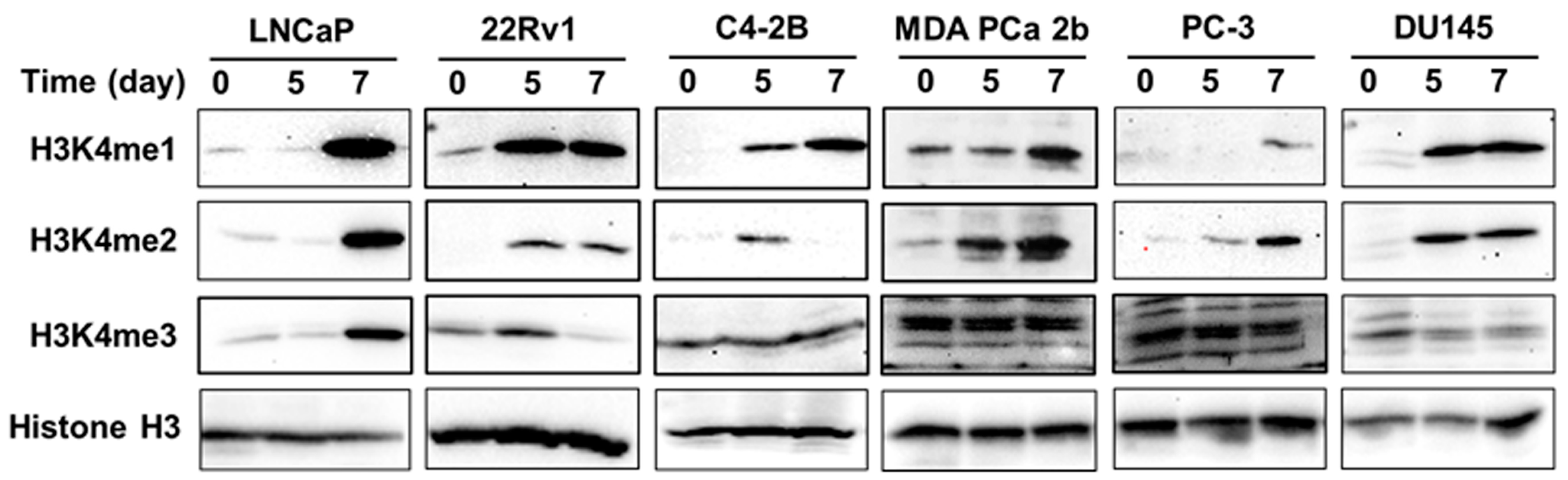 Cancers 15 02763 g008