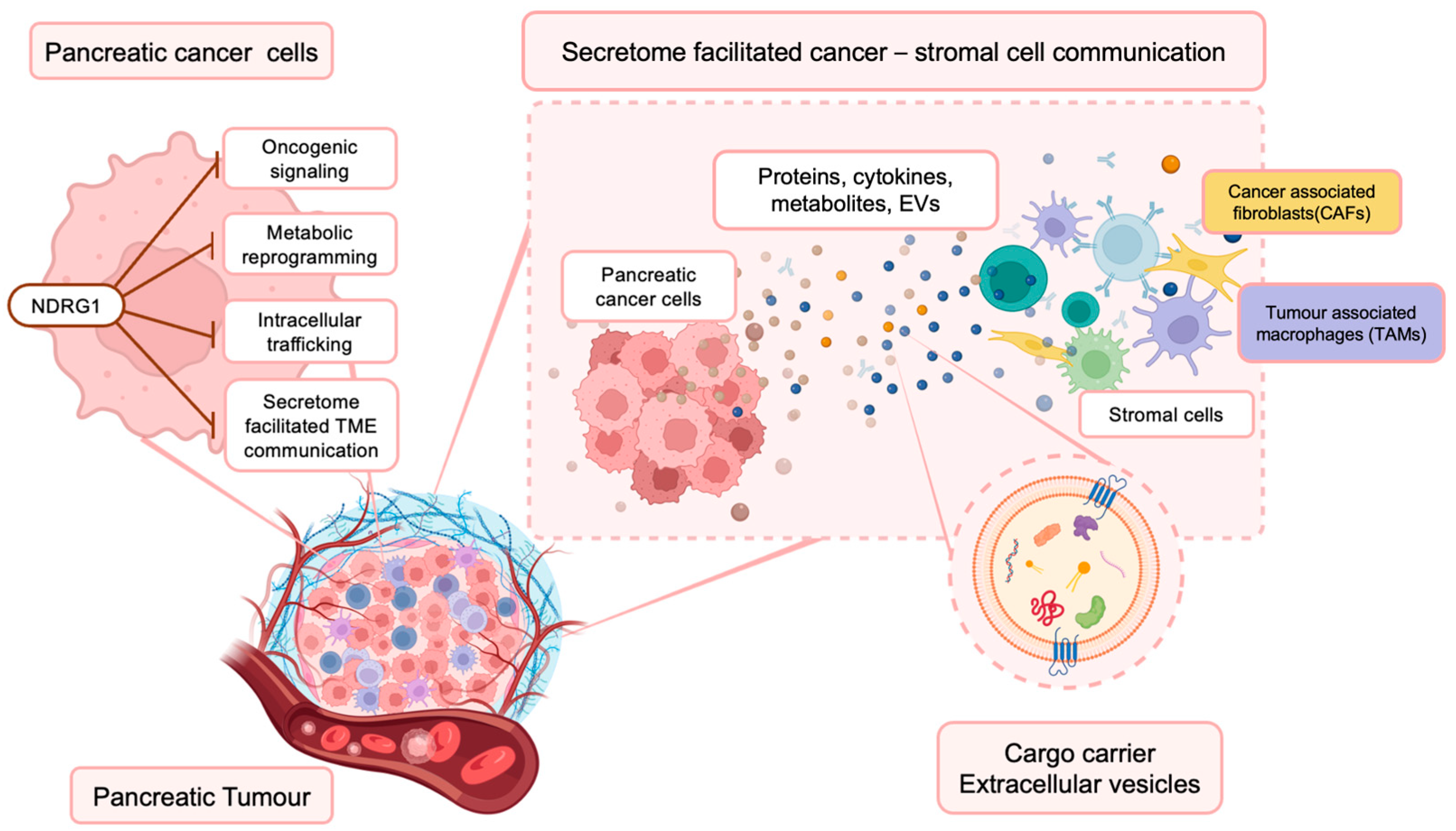 Cancers 15 02779 g001 Cancers 15 02779 g001
