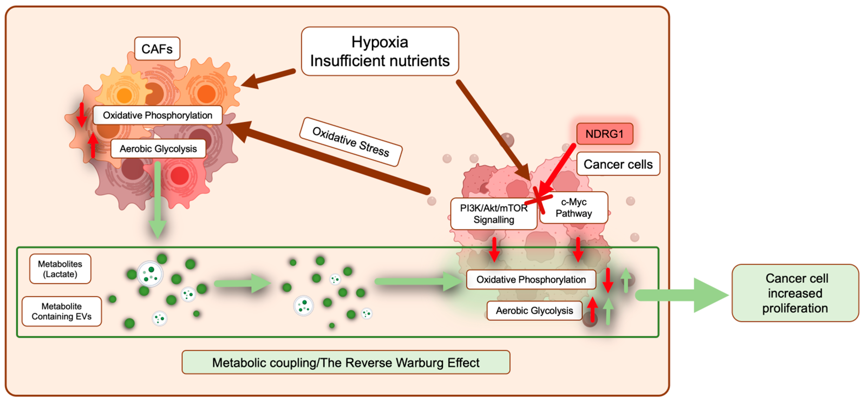 Cancers 15 02779 g004 Cancers 15 02779 g004