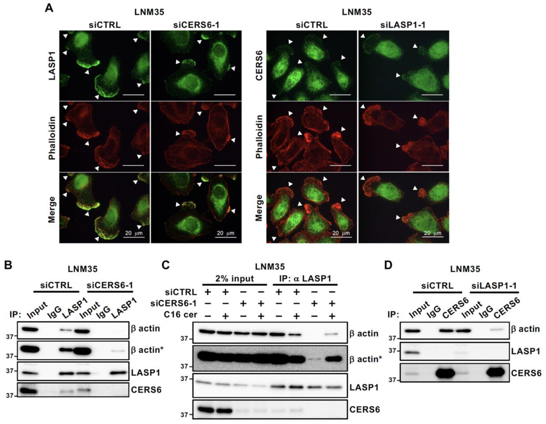 Cancers 15 02781 g005 Cancers 15 02781 g005