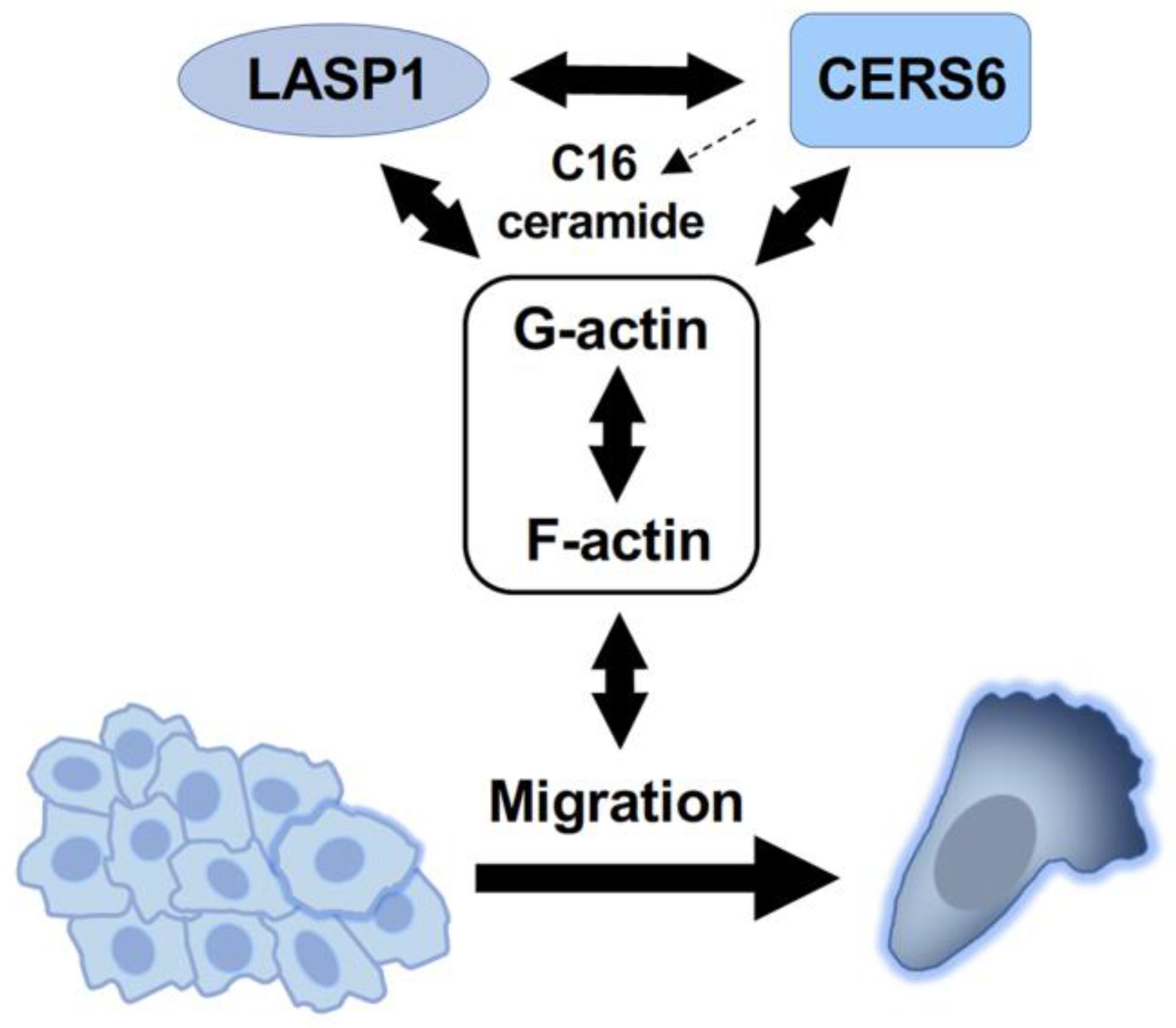 Cancers 15 02781 g006 Cancers 15 02781 g006