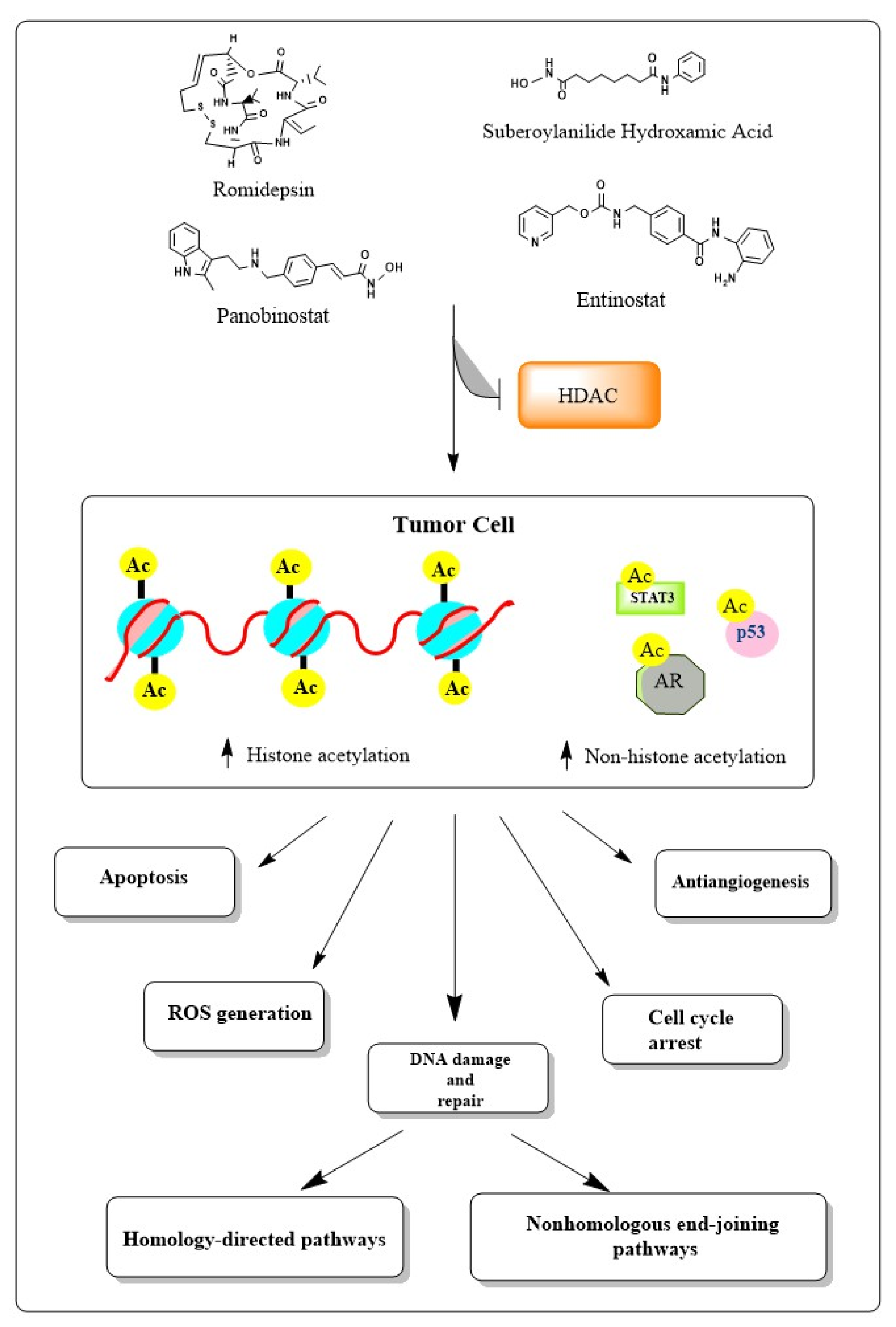 PDF) N-terminal acetylation shields proteins from degradation and promotes  age-dependent motility and longevity