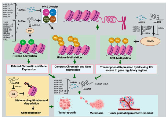 Cancers | Free Full-Text | Crosstalk between Noncoding RNAs and 