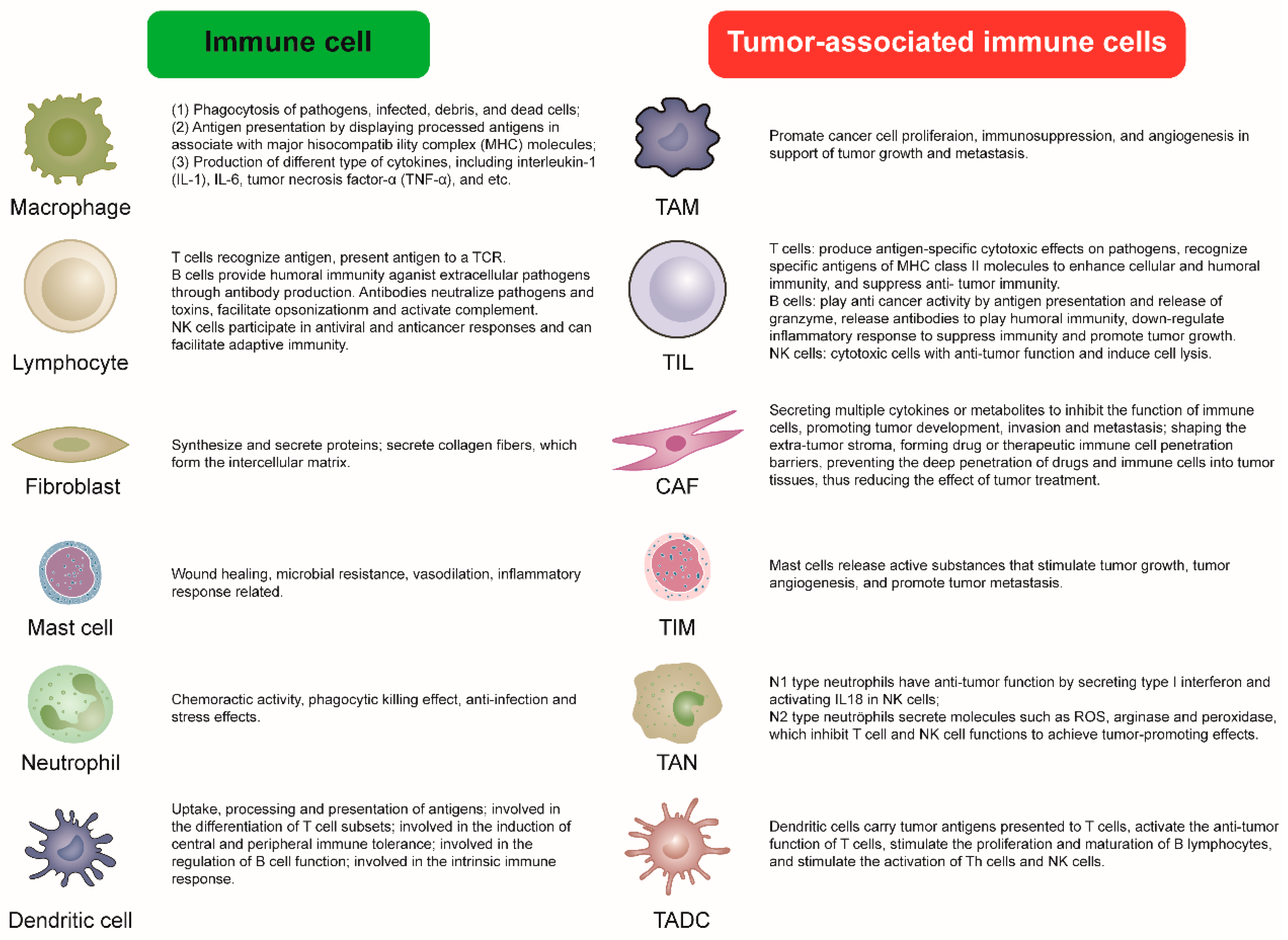 Cells at Work!'s Cancer Cell Gains Regulartory T Cell as an Ally