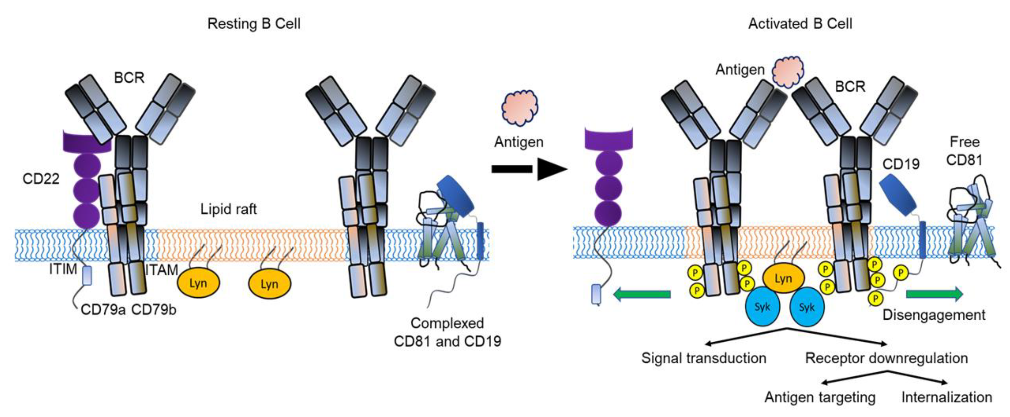 Cancers | Free Full-Text | Combination of High-Resolution Structures for  the B Cell Receptor and Co-Receptors Provides an Understanding of Their  Interactions with Therapeutic Antibodies