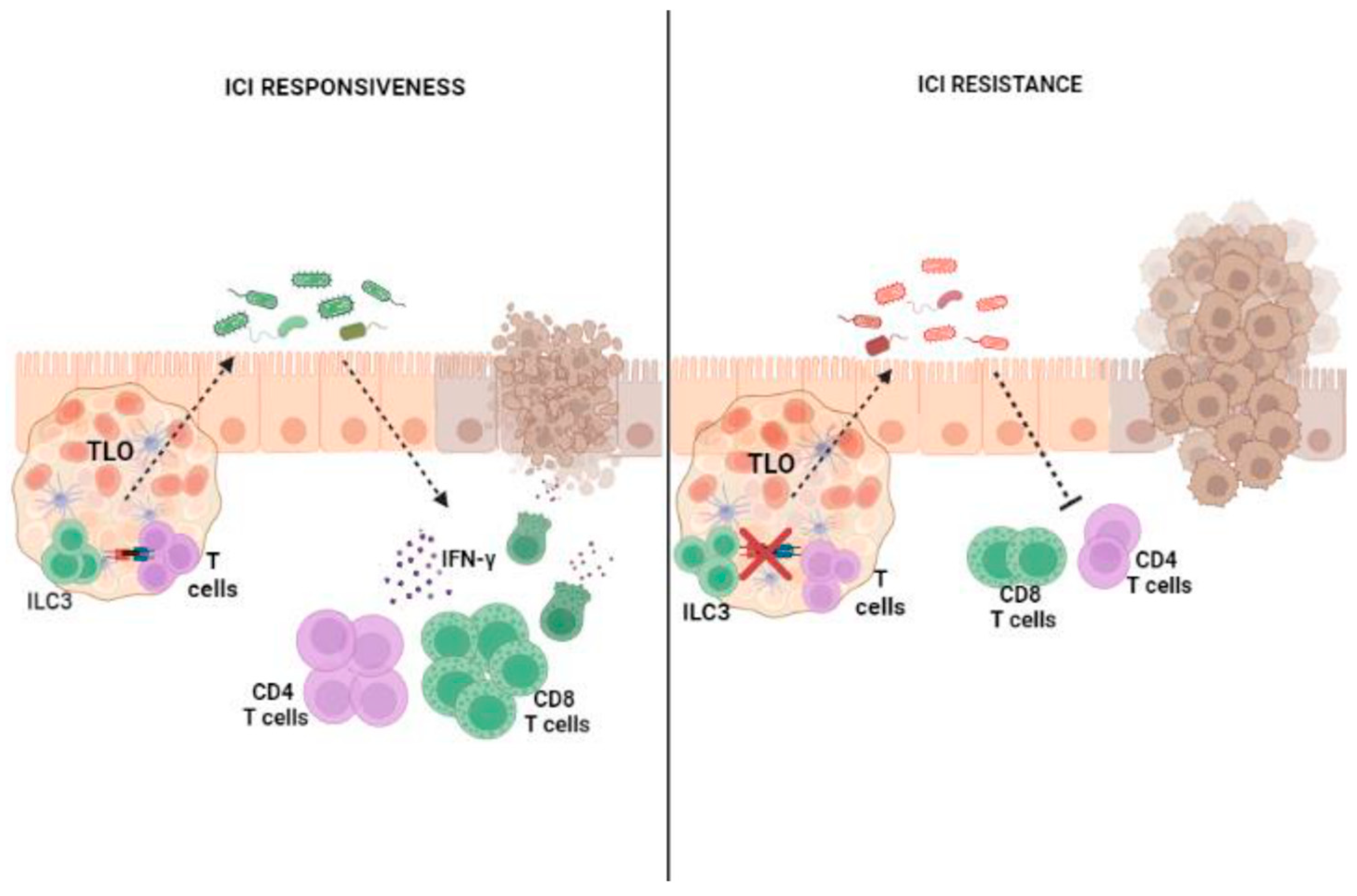 Cancers 15 02893 g003