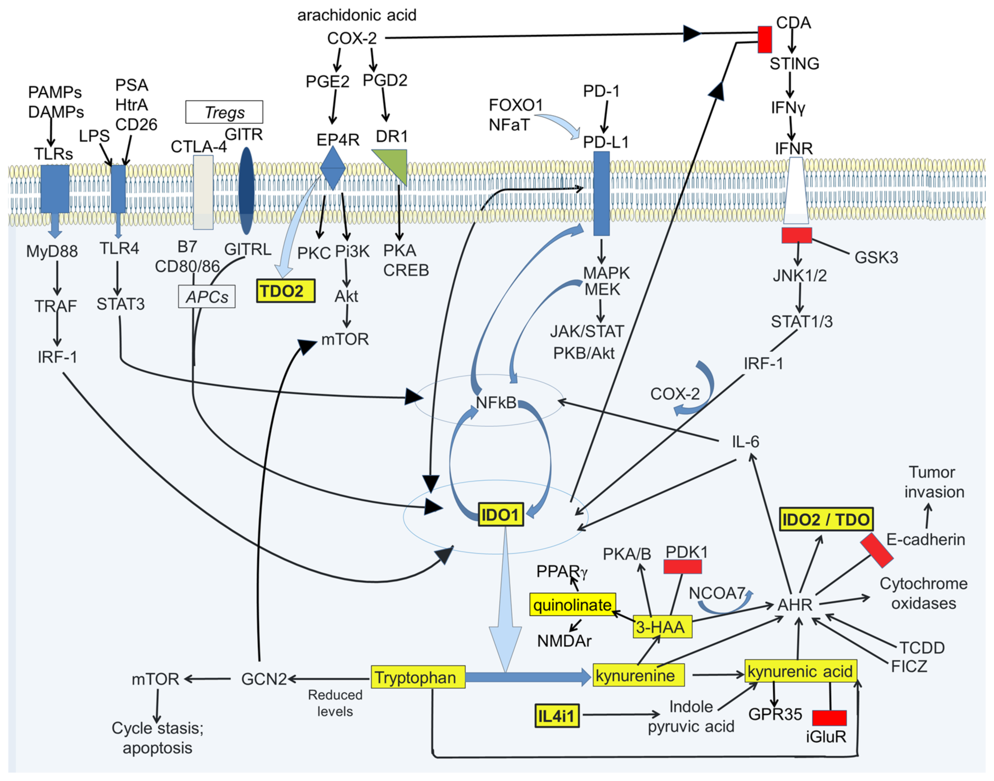 Cancers | Free Full-Text | Interactions of IDO and the Kynurenine 