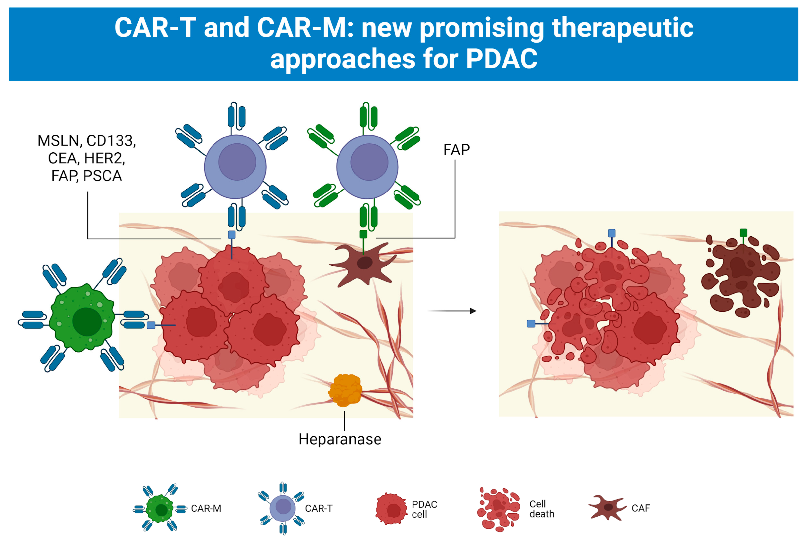 Cancers 15 02923 g005 Cancers 15 02923 g005