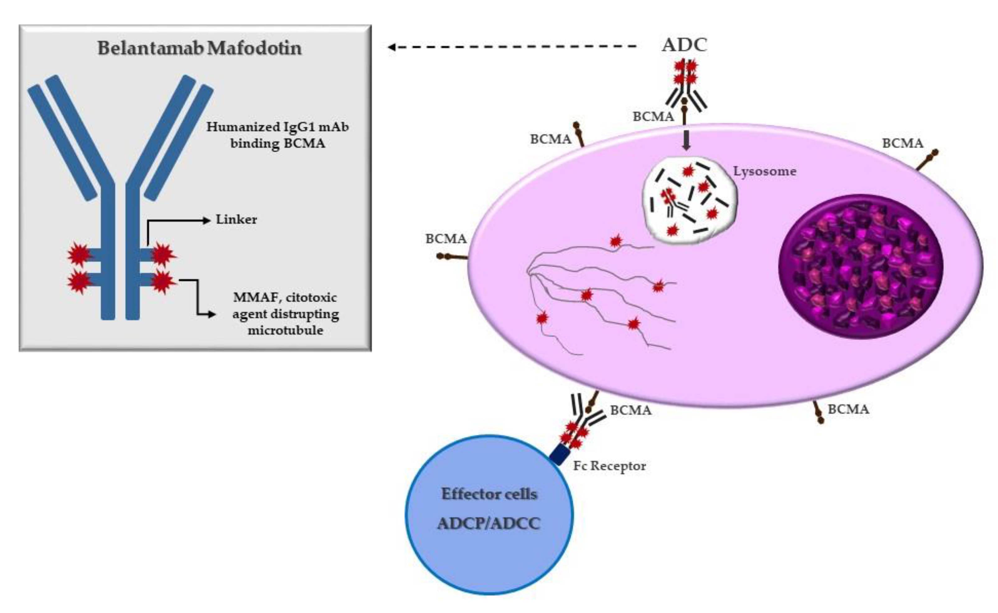 Cancers | Free Full-Text | Belantamab Mafodotin: From Clinical