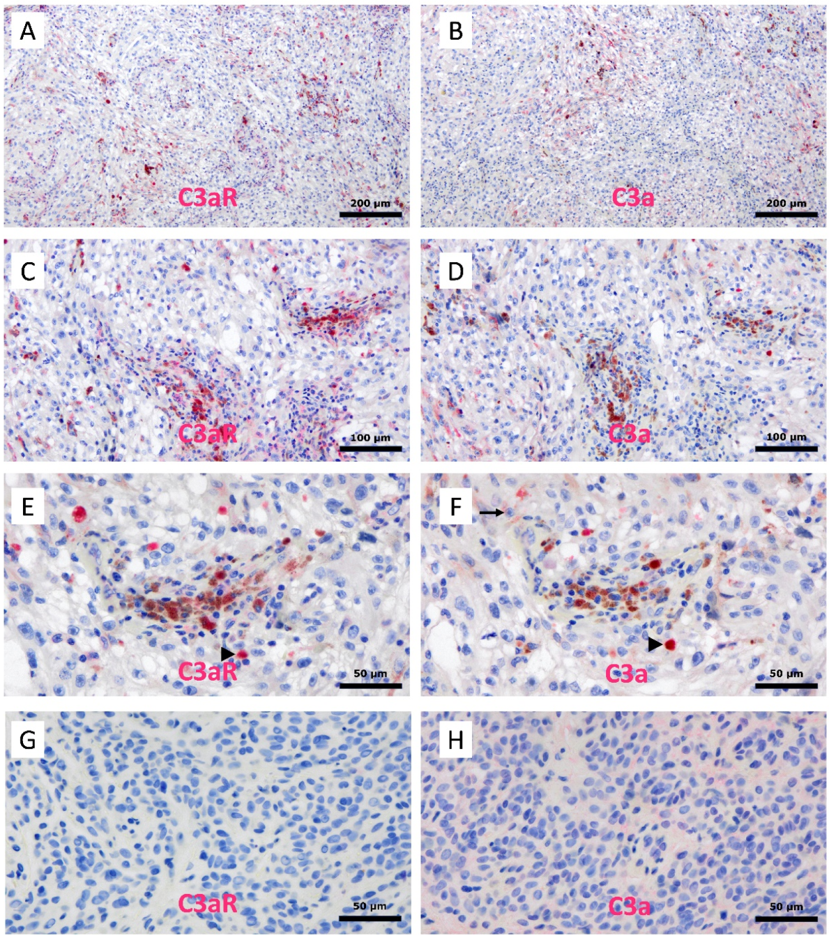 Cancers 15 02986 g010