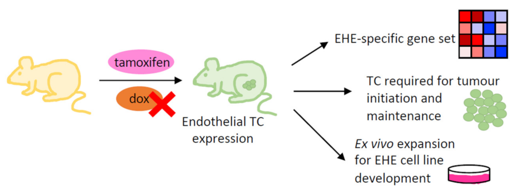 Cancers 15 03005 g003 Cancers 15 03005 g003