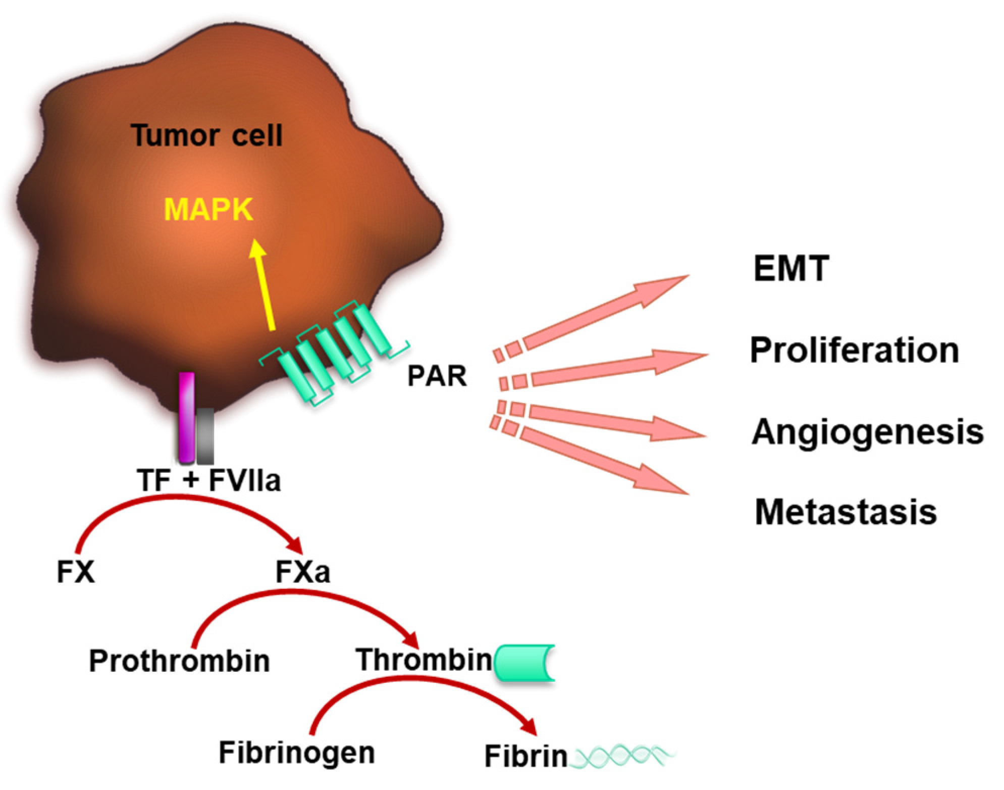Cancers 15 03025 g001 Cancers 15 03025 g001