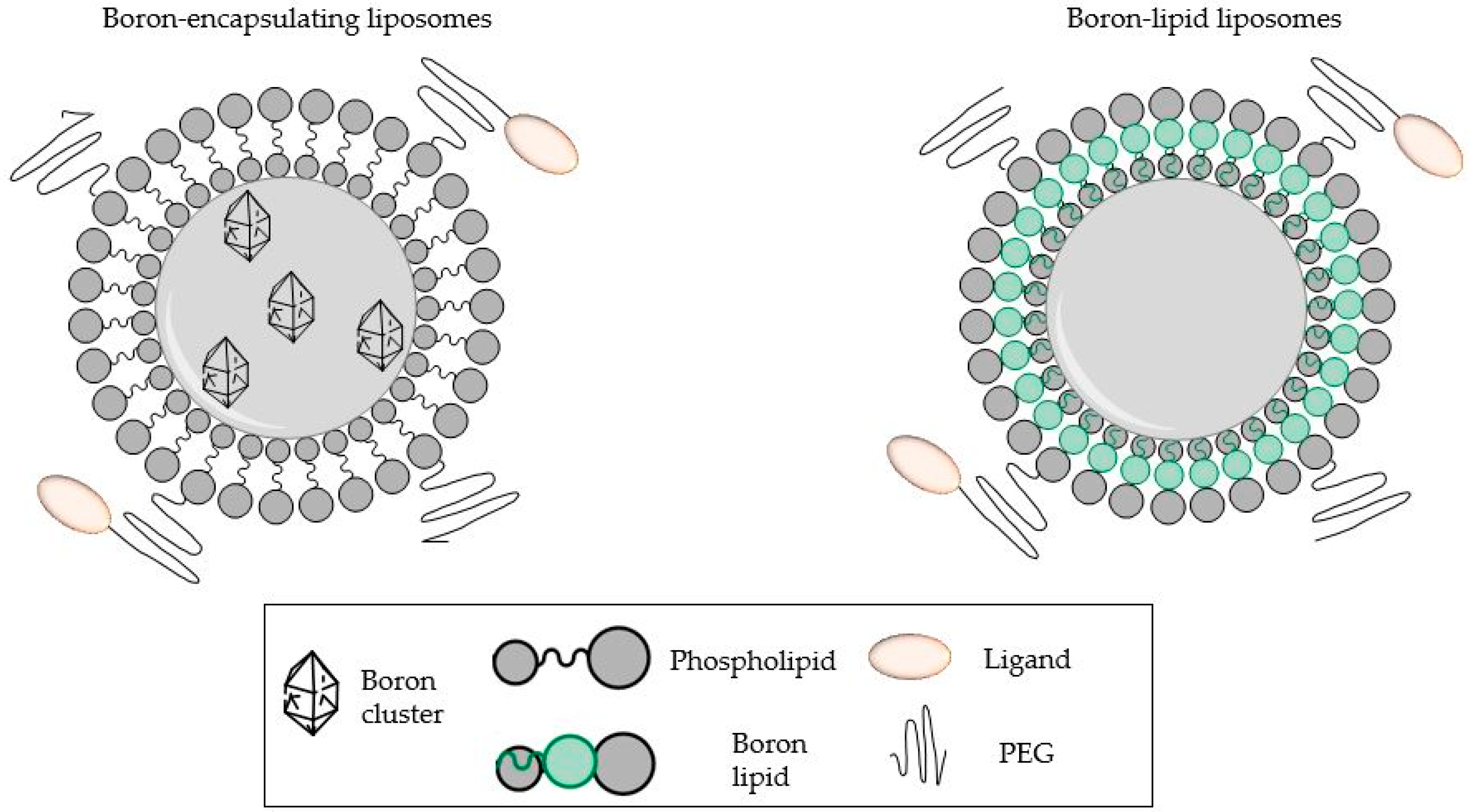 Post-translational insertion of boron in proteins to probe and