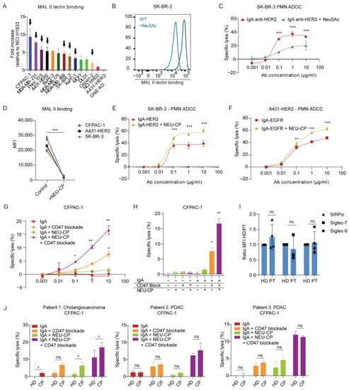 Cancers | Free Full-Text | Sialic Acids on Tumor Cells Modulate IgA ...