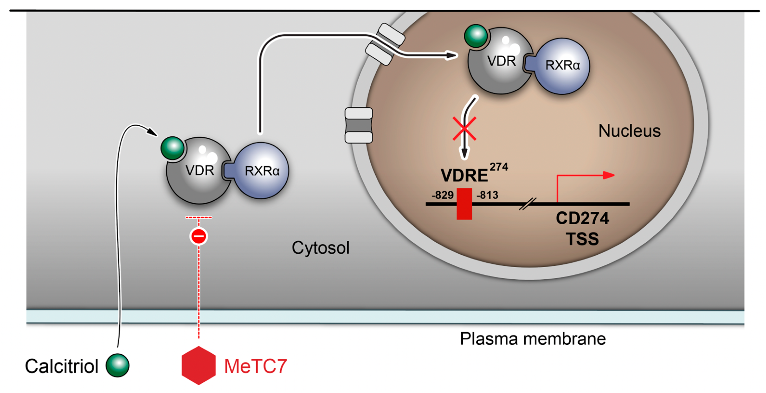 Cancers 15 03432 g008 Cancers 15 03432 g008