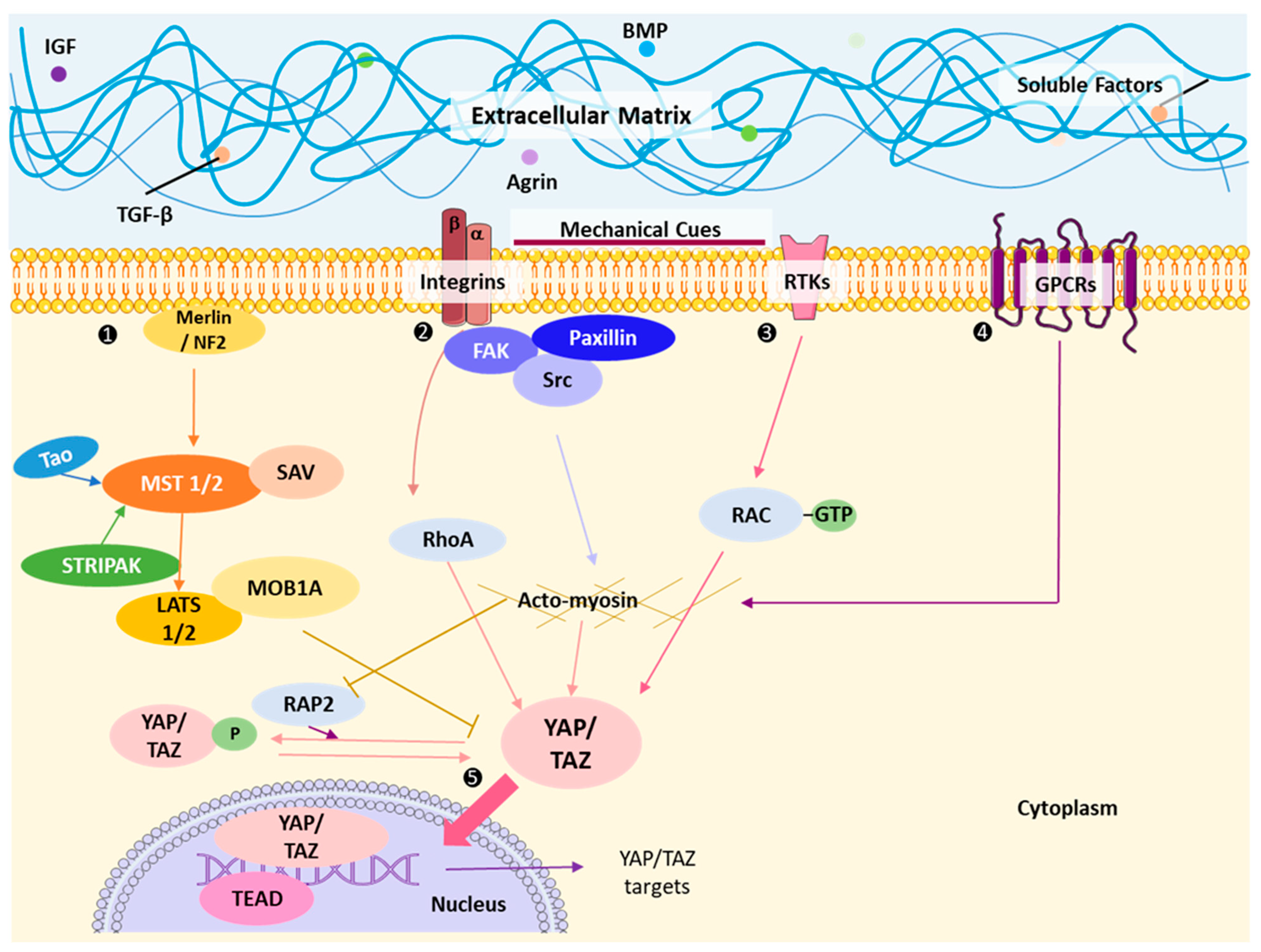 Cancers 15 03468 g002 Cancers 15 03468 g002