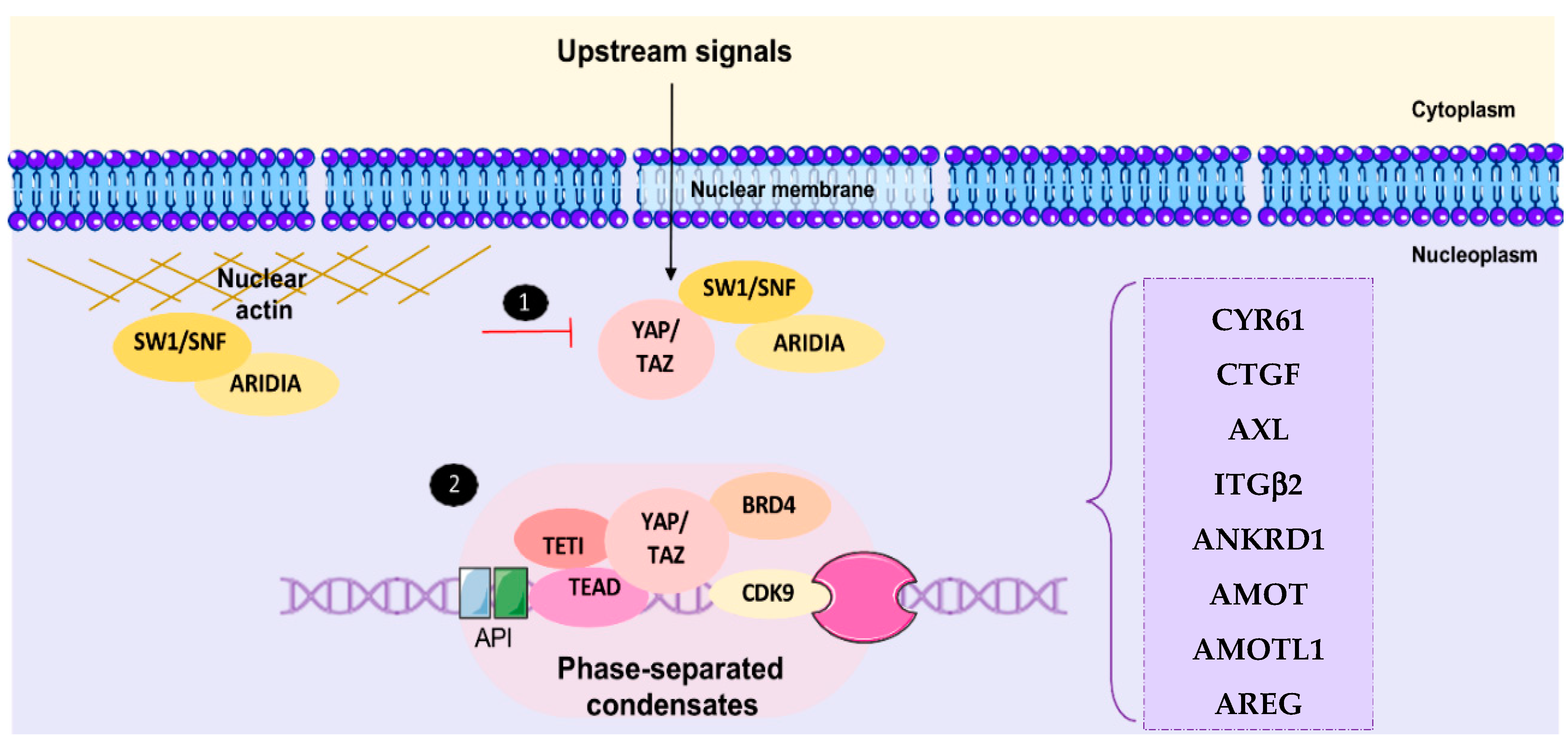 Cancers 15 03468 g003 Cancers 15 03468 g003