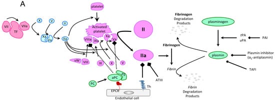 Cancers Free Full Text The Coagulopathy of Acute Promyelocytic