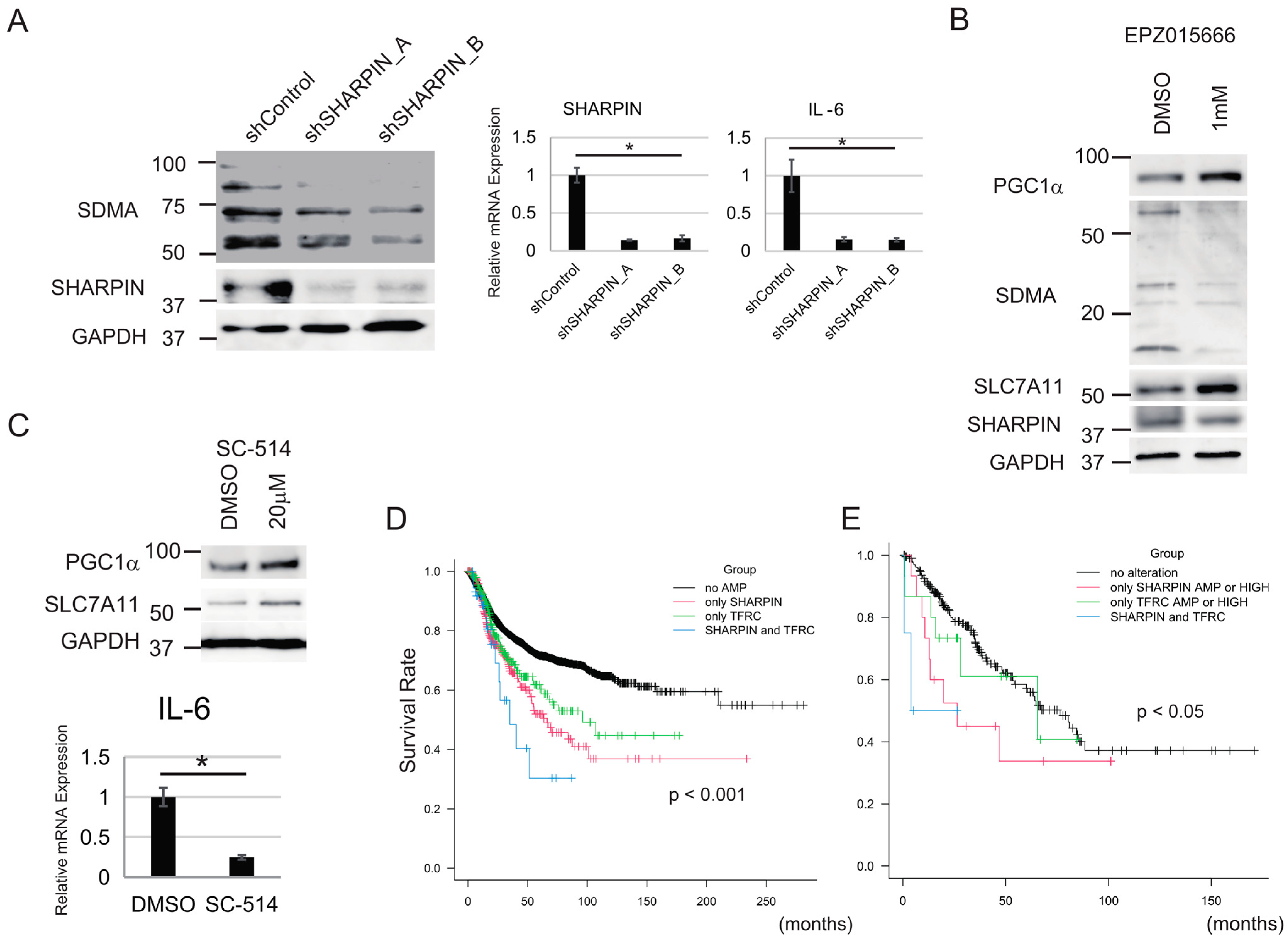 Cancers 15 03484 g006