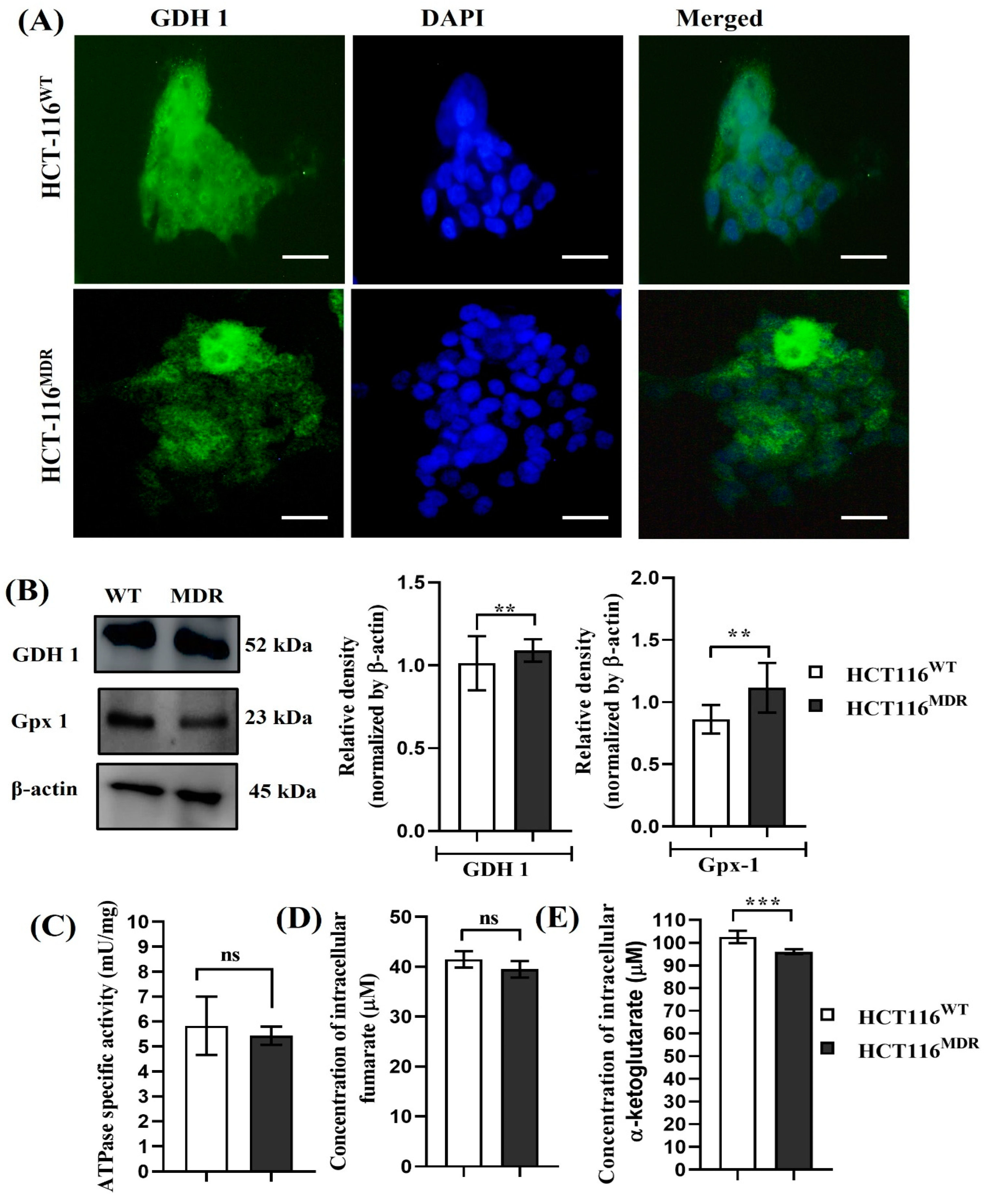 Cancers 15 03541 g002